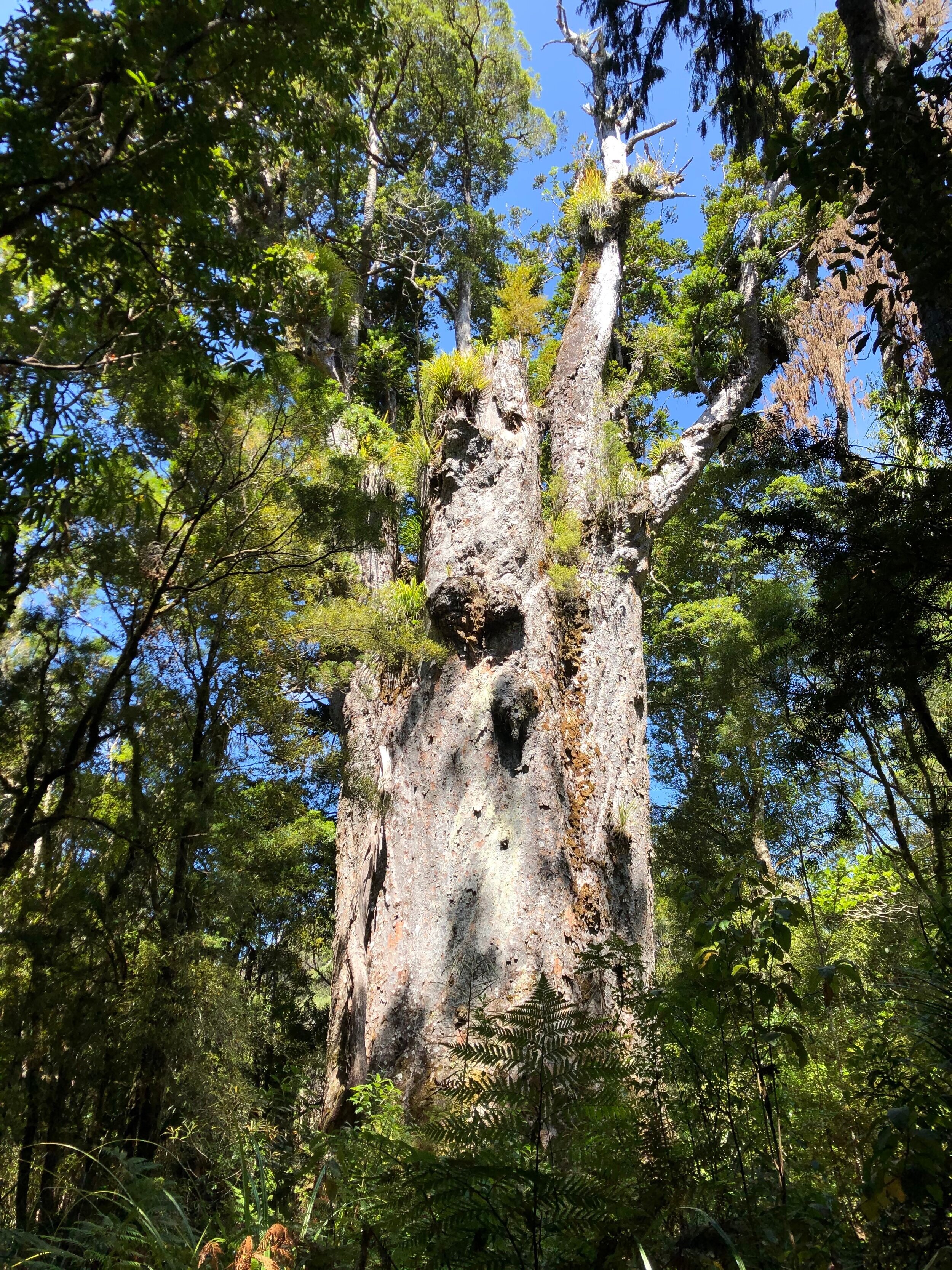  Tane Mahuta, “Lord of the Forest” in the Maori language, is the largest living kauri tree. It is thought to be more than a thousand years of age. Its girth of 13.8 m (45.27 ft) is less than that of Te Matua Ngahere, but its trunk height of 17.7 m (5