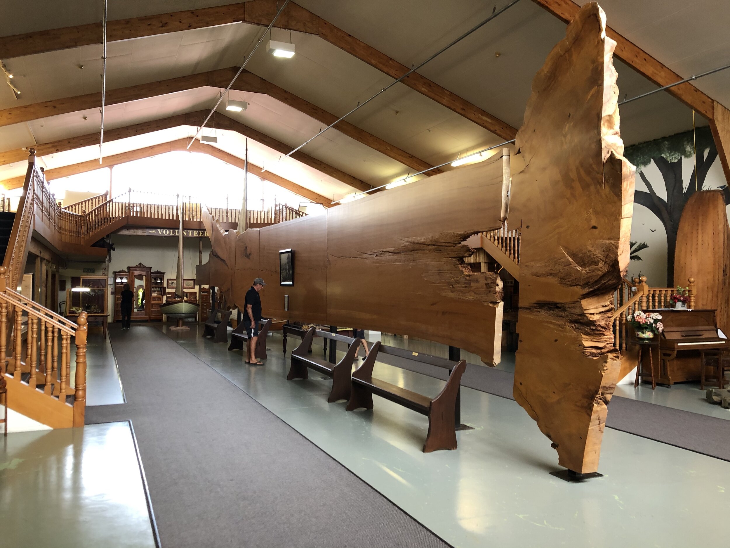  The Kauri Museum in Matakohe ( https://www.kaurimuseum.com ) tells the story of the extensive logging of the original kauri resources of the Northlands from technological and cultural perspectives. These trees may live for a millennium or more and w