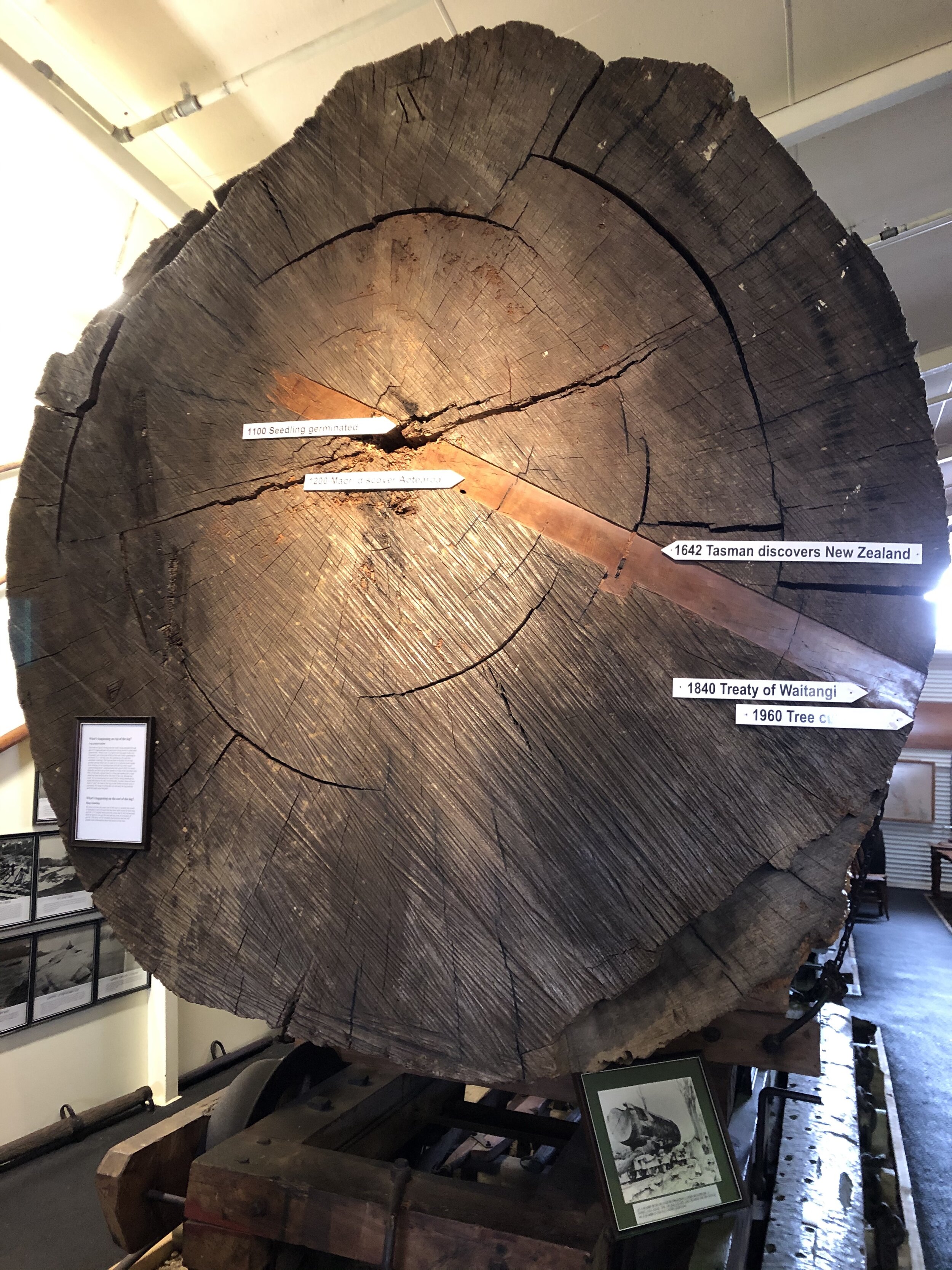  Analysis of the annual rings in the massive kauri trunks from living and subfossil trees is being used to understand past climate change in New Zealand. 