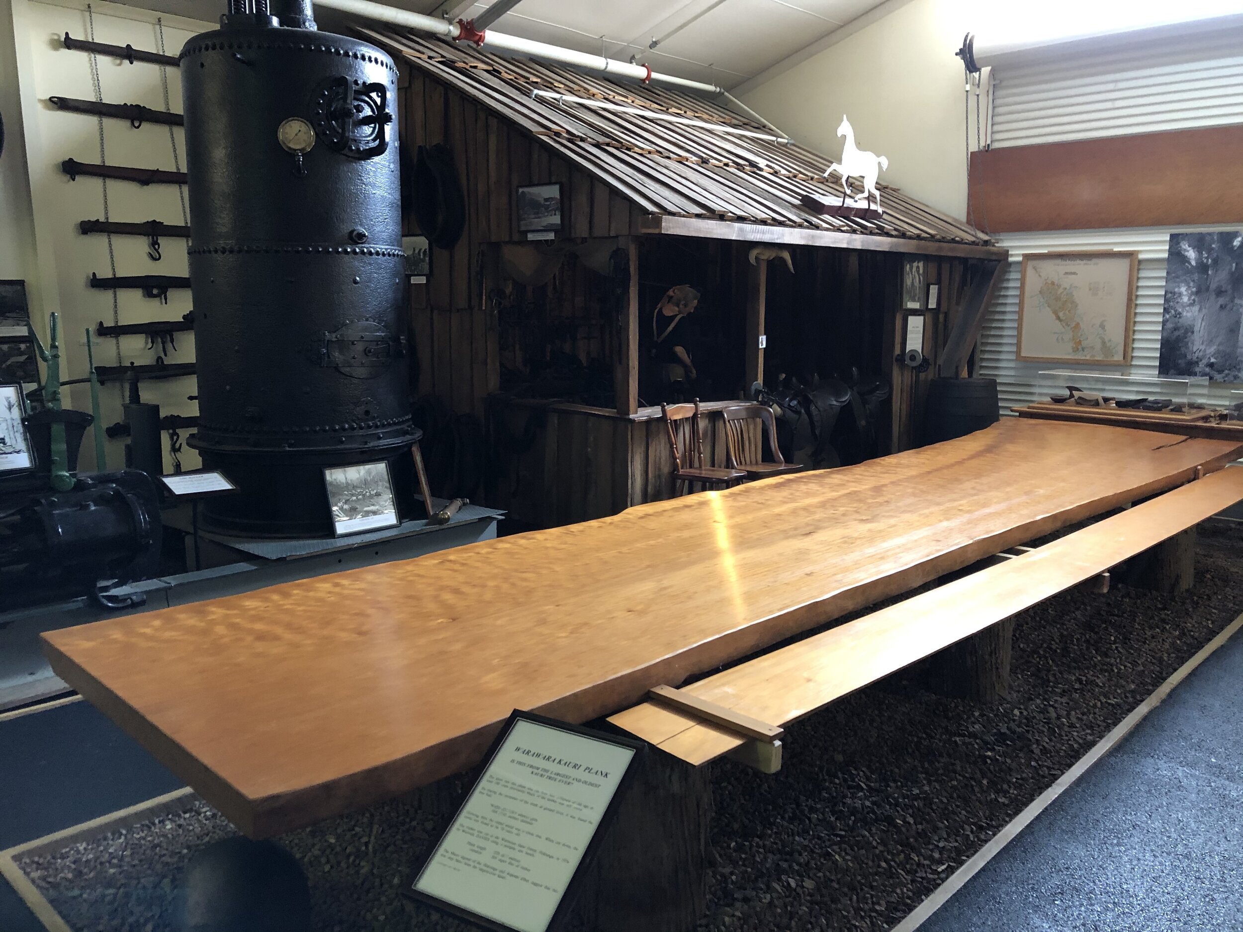  The Kauri Museum contains a large plank recovered from a fallen tree that had a girth 23.7-24.9 m (78-82 ft) and a diameter if 7.92 m (26 ft) and may be the largest kauri ever recorded. In addition to living trees, subfossil trunks buried in the mud