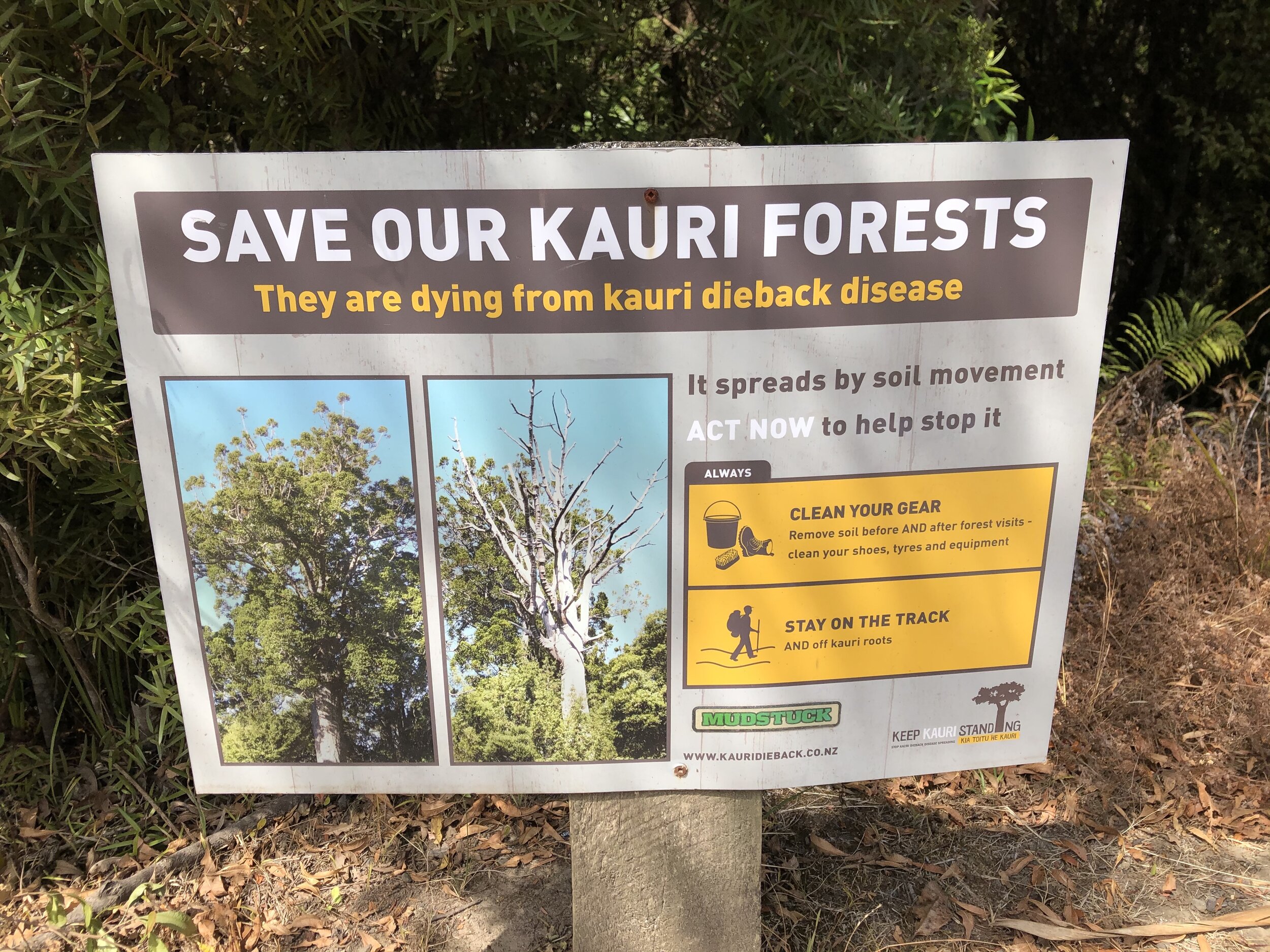  An intensifying threat to living kauri trees in New Zealand is the emergence of “Kauri Dieback Disease,” which results in yellowing of leaves, premature loss of branches, thinning of tree crowns, lesions that bleed resin, and eventually tree death. 
