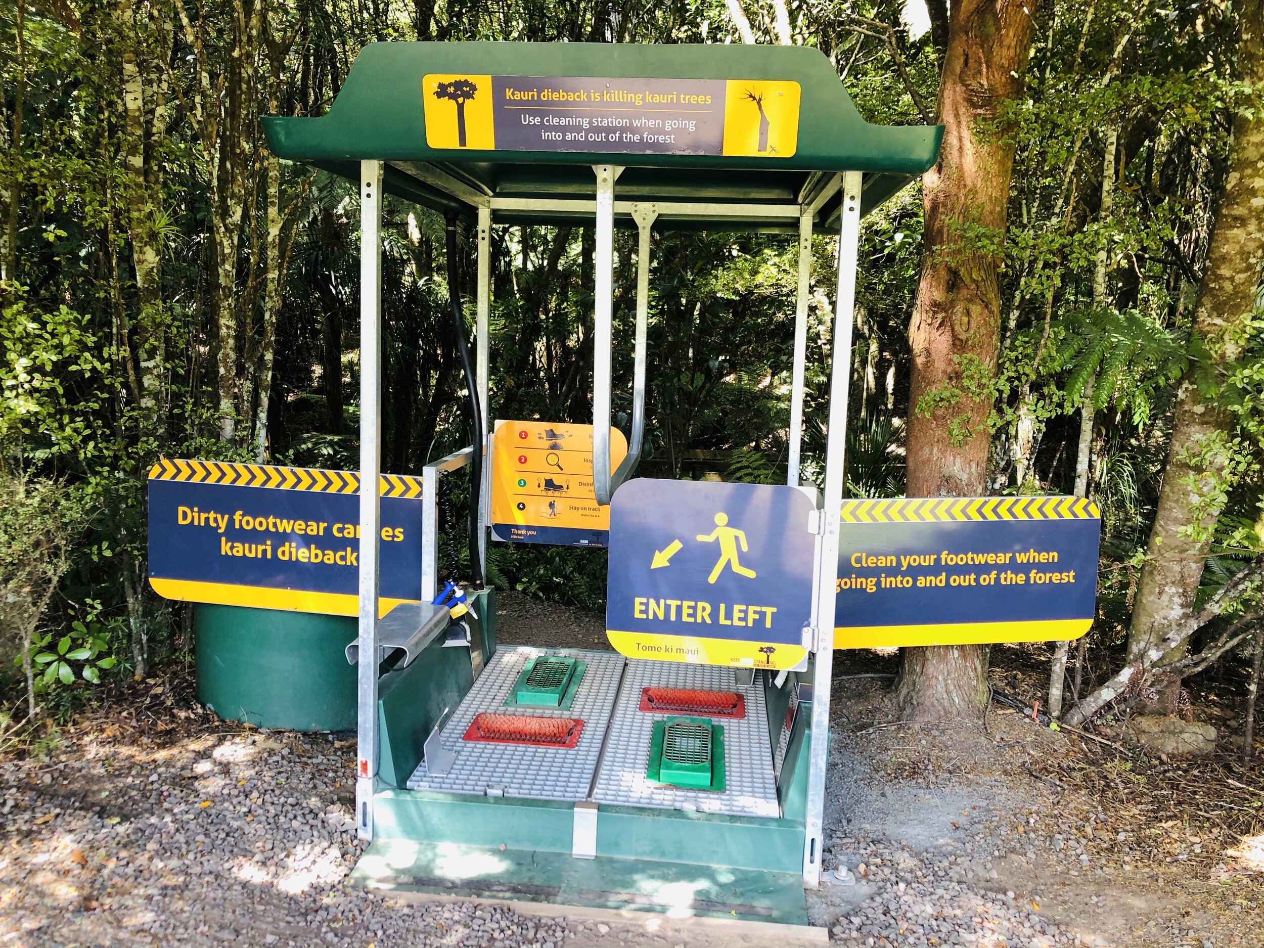  The New Zealand Department of Conservation and its partners take very seriously this threat to the remaining large kauri trees. Visitors are encouraged to clean and disinfect footwear and other equipment before and after entering kauri forest, 