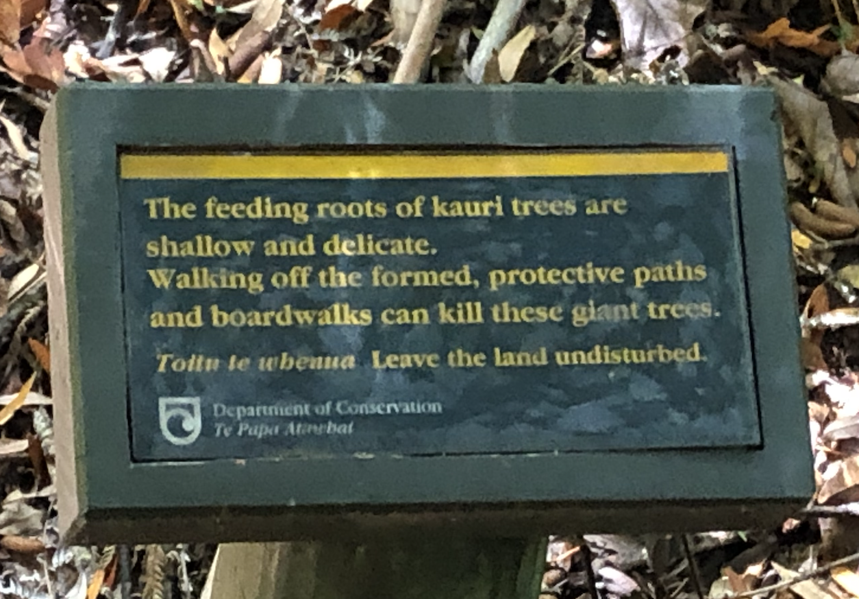  Precautions are also taken to avoid contact with, or damage to, the shallow feeding roots of kauri trees. 