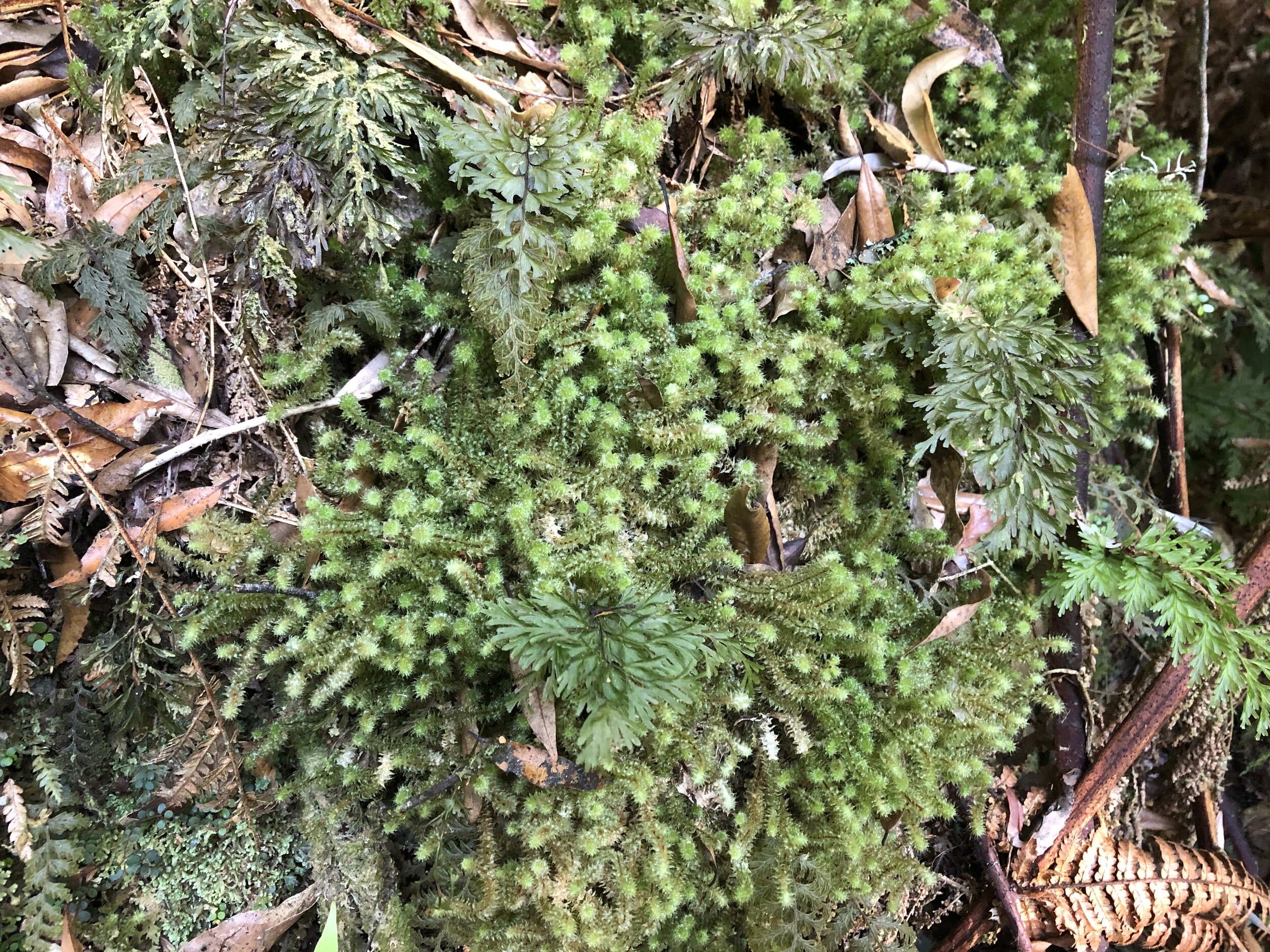  Mosses (next four images), with many more species, are also diverse in these kinds of habitats, as also are the liverworts, which include thalloid (next two images) and leafy forms (last two images).&nbsp; 