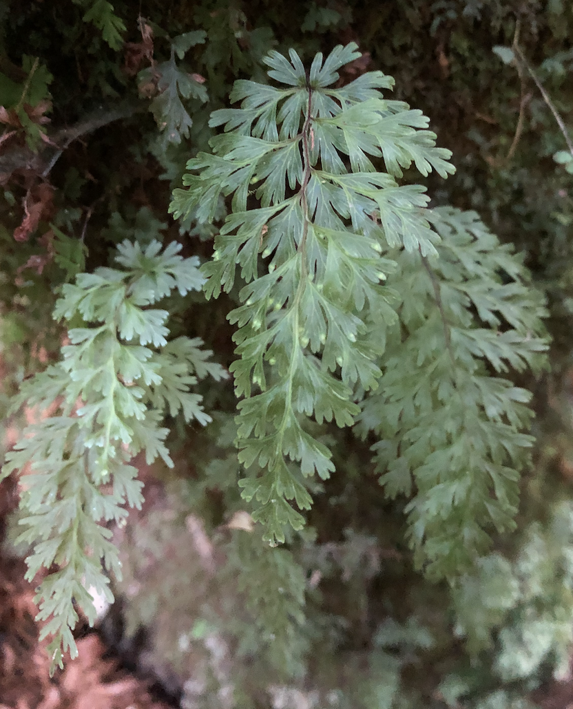  Filmy ferns (next three images) are an ancient lineage of ferns that reach their maximum diversity and abundance in tropical and temperate rainforests. 