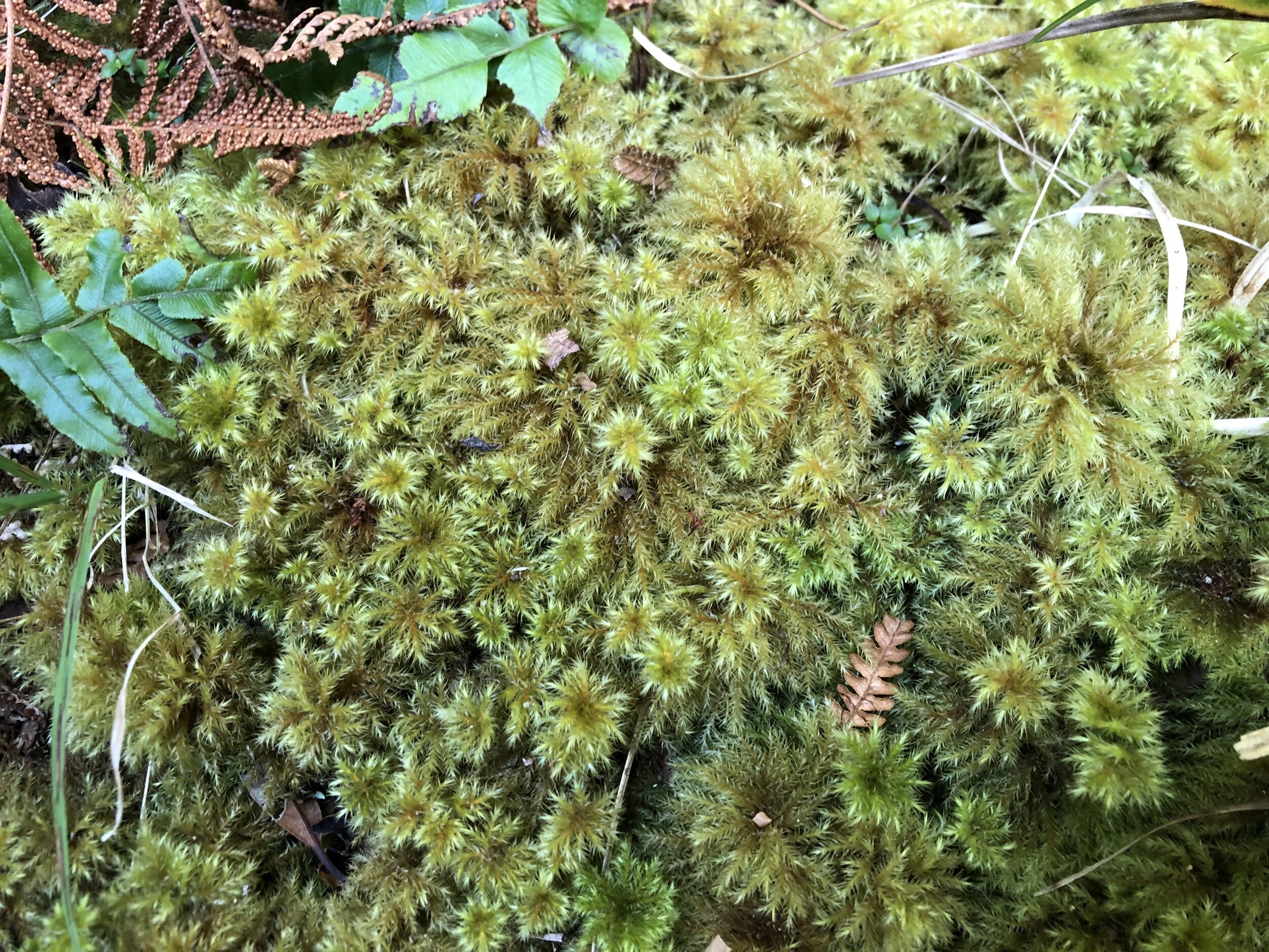  Leafy moss.  