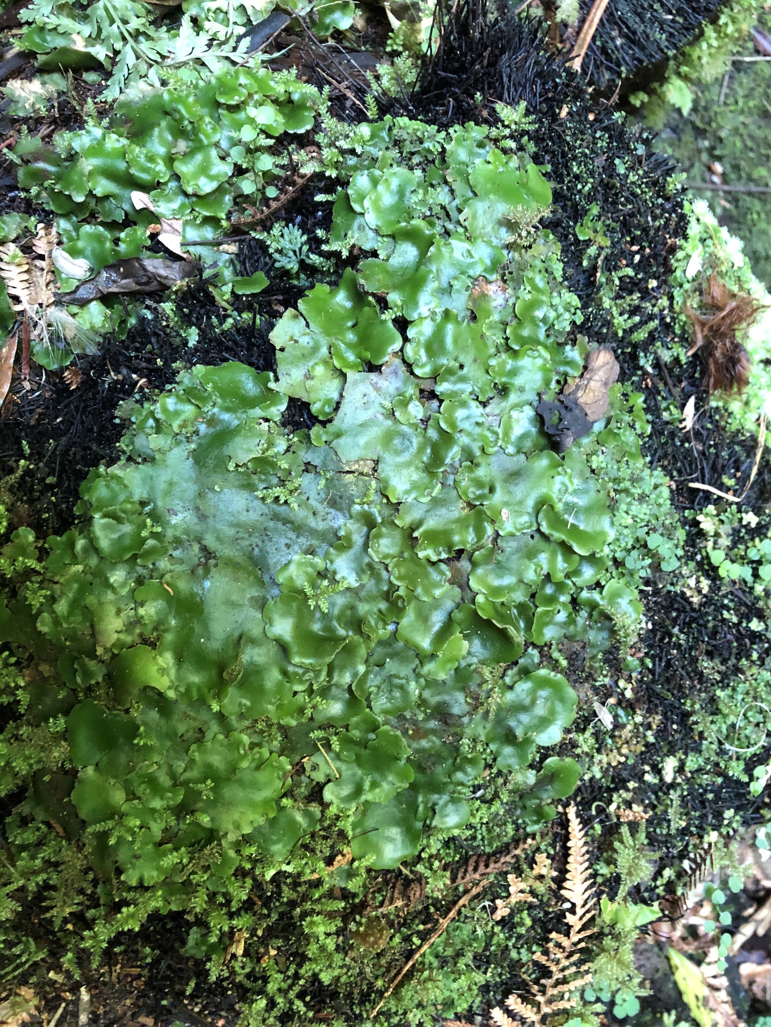  Thaloid, or liverwort, moss.  