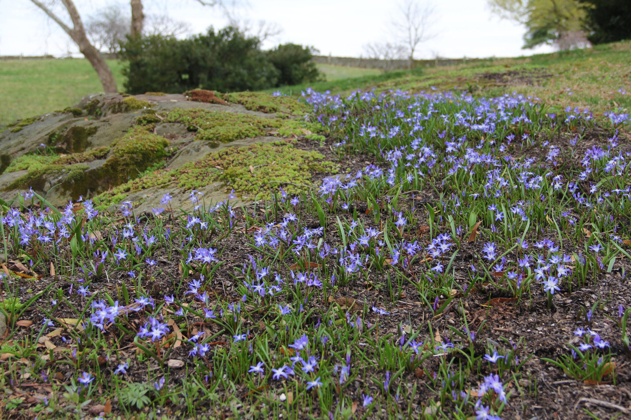  Glory-of-the-Snow ( Chionodoxa sp. ) growing outside the main residence.  