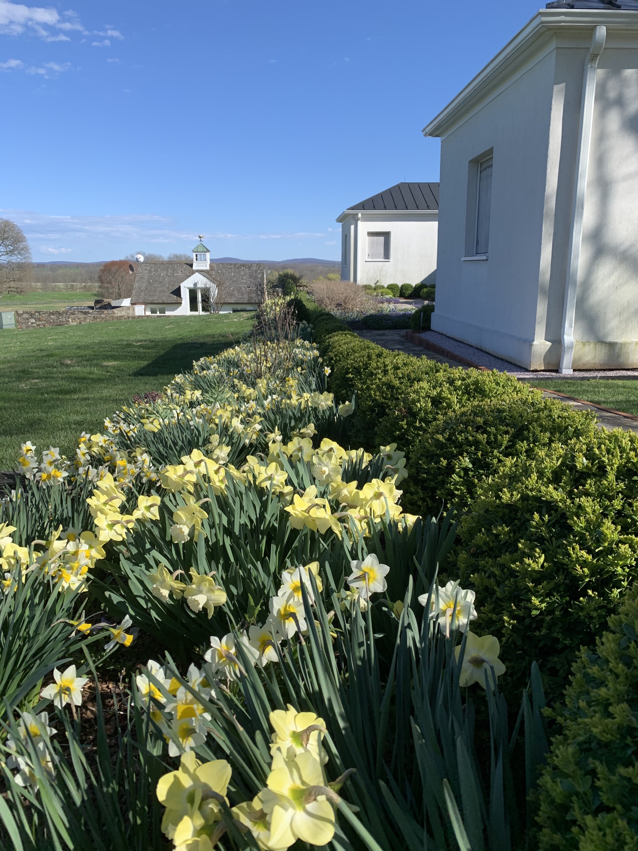  Daffodils outside of the Oak Spring Gallery and Apple House. 