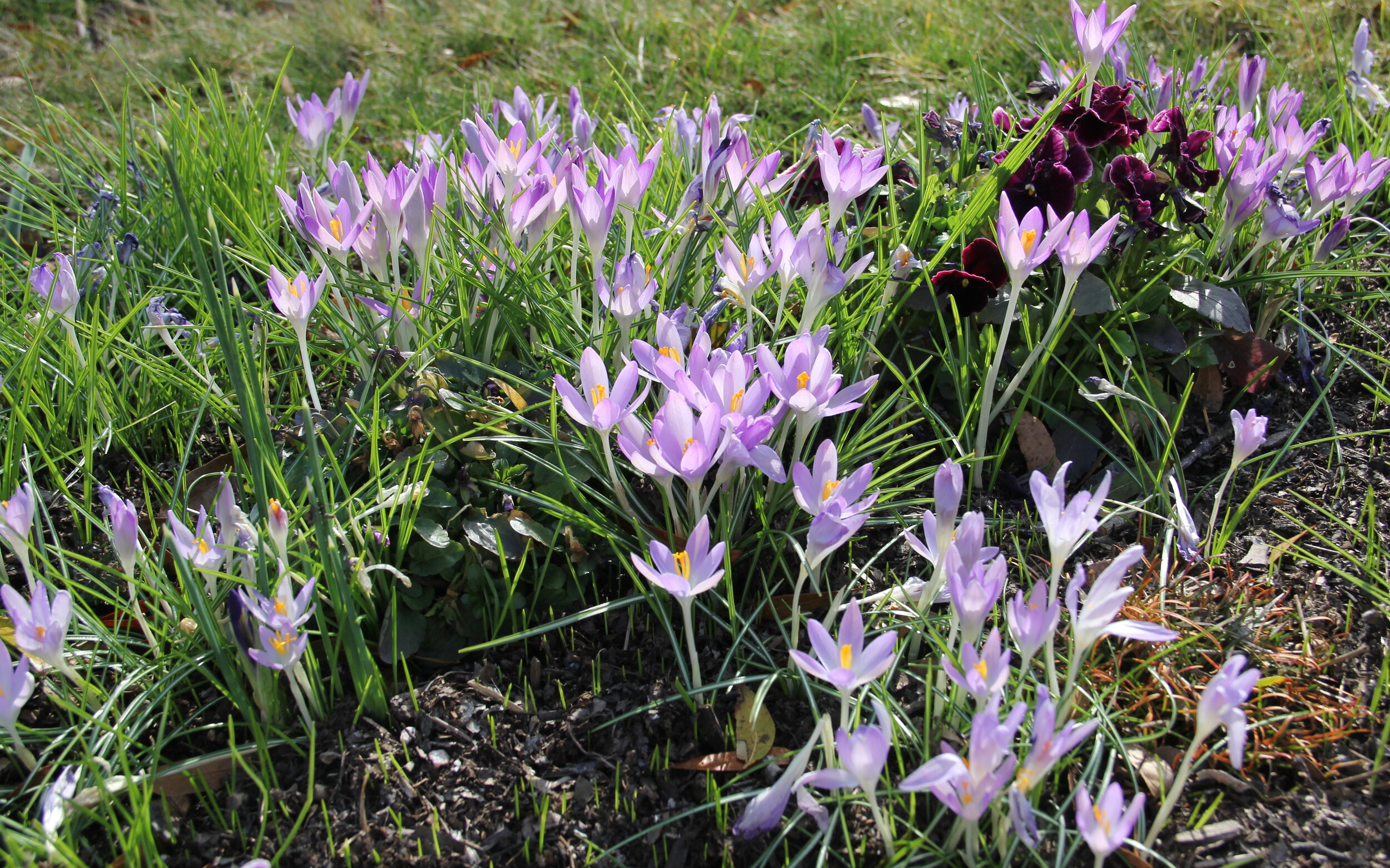   Crocus tommasinianus  are among the earliest flowers to bloom in spring. 