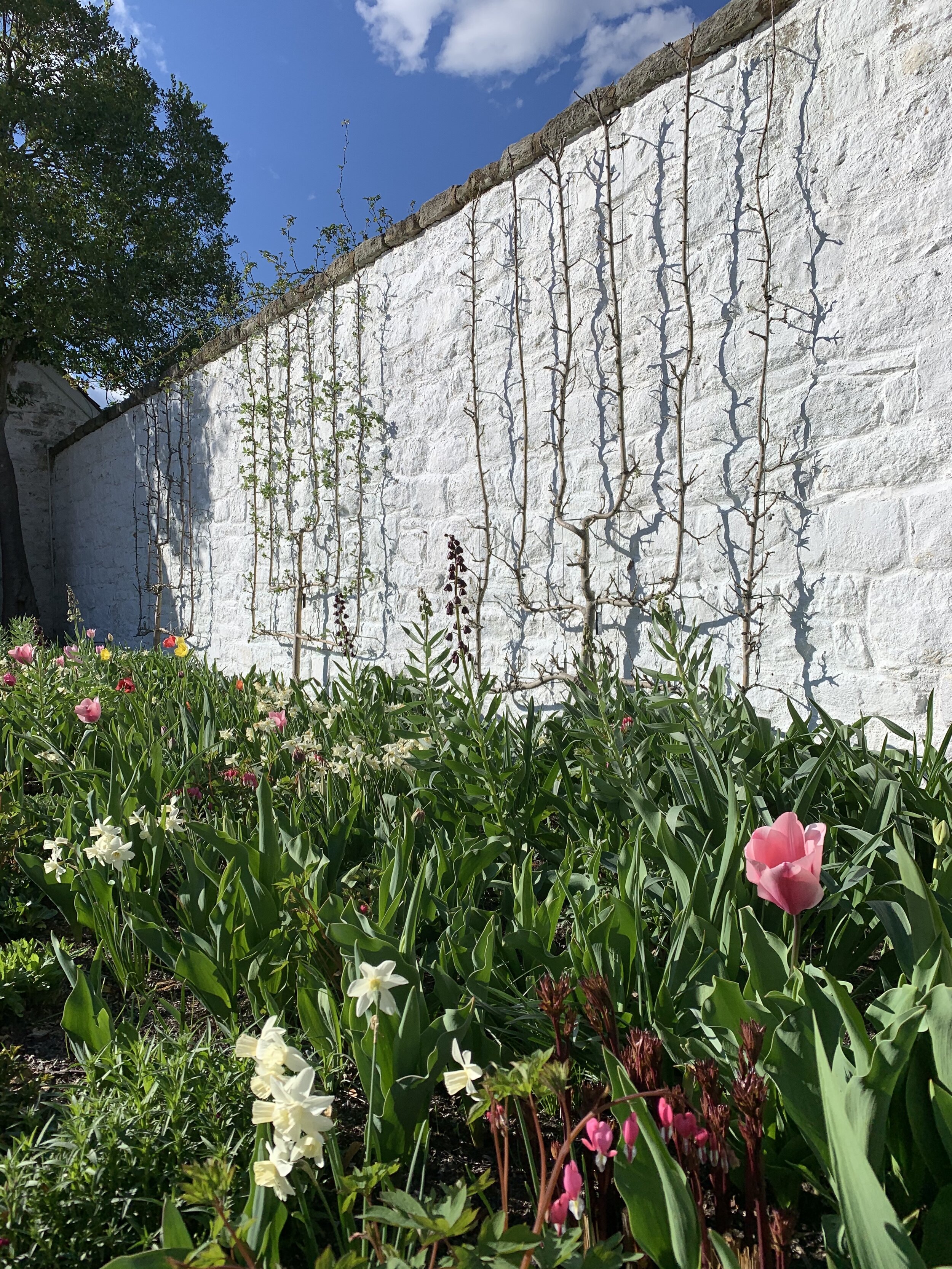  Apple trees are espaliered against the whitewashed walls of the Oak Spring garden.  The beds are planted with French Rose Blend Tulip, Frittilaria persica, Fritillaria persica ‘Green Dreams,’ Dicentra spectabilis, Narcissus ‘Sailboat’, and Muscari ‘