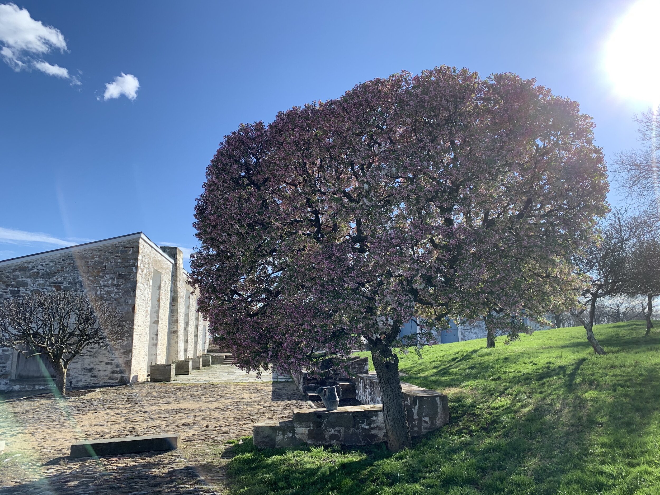 library tree.jpg