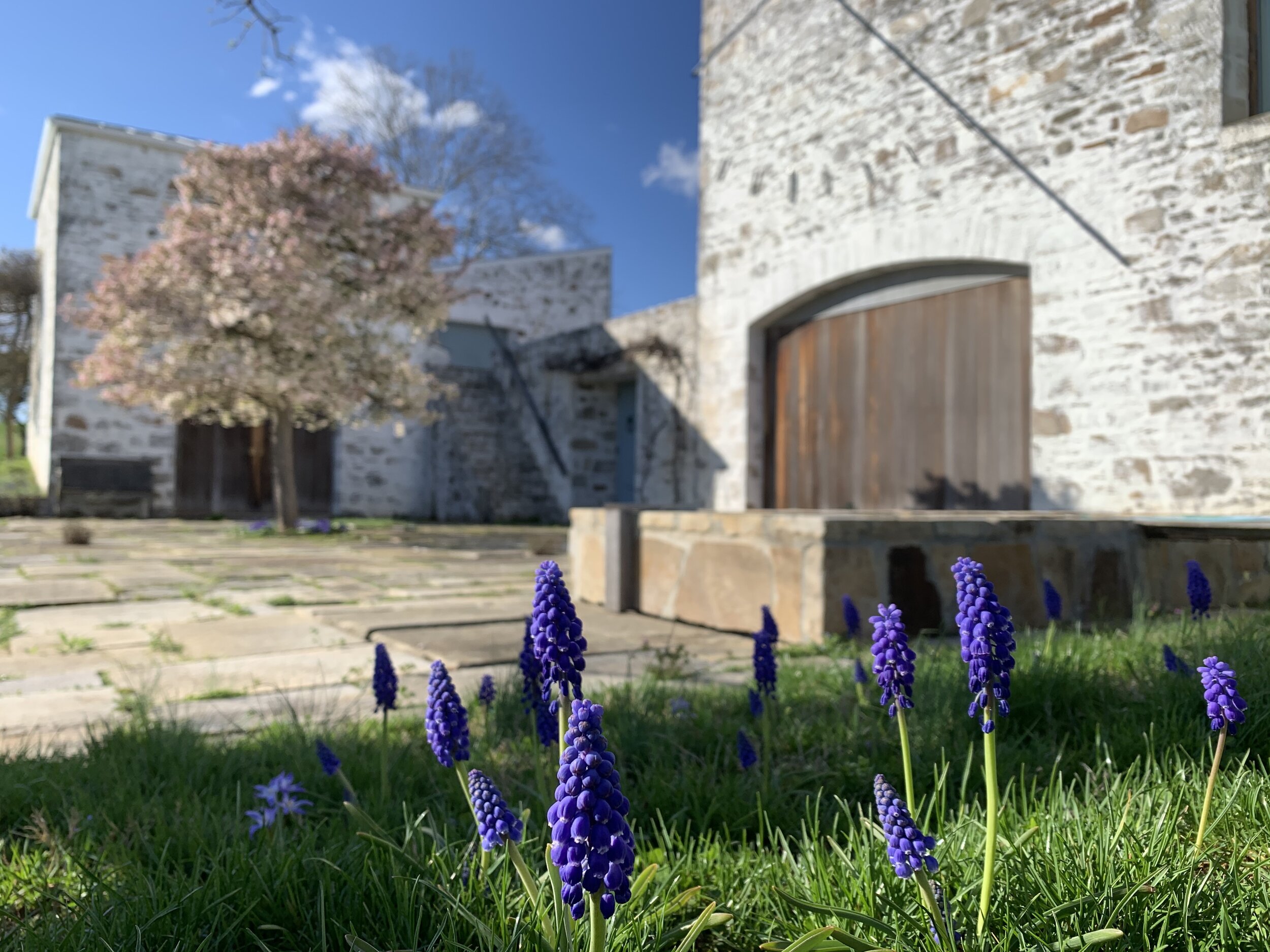   Muscari armeniacum , or grape hyacinths, in bloom outside of the Oak Spring Garden Library. 