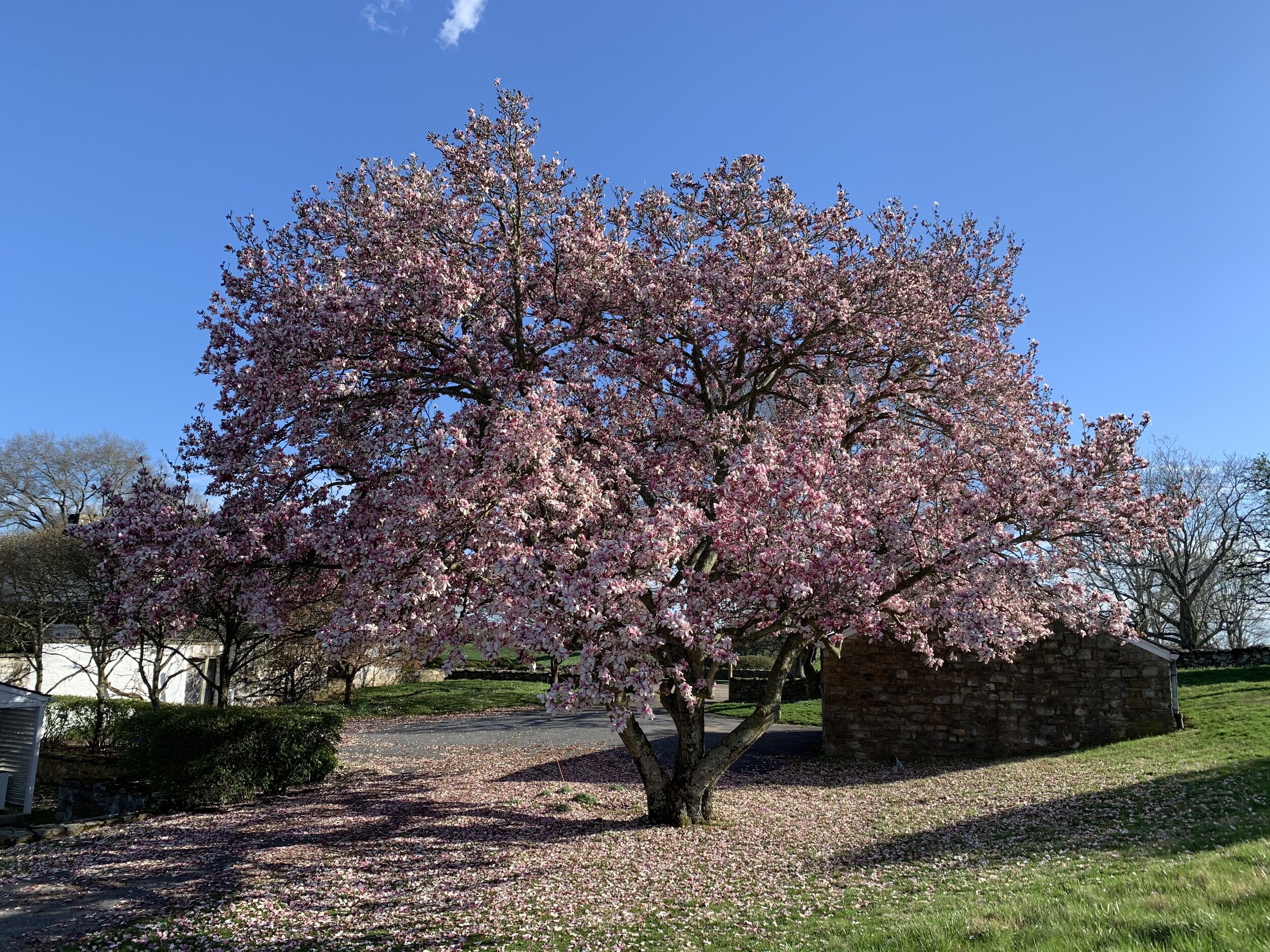  Saucer magnolia ( Magnolia soulangeana ) in full bloom 