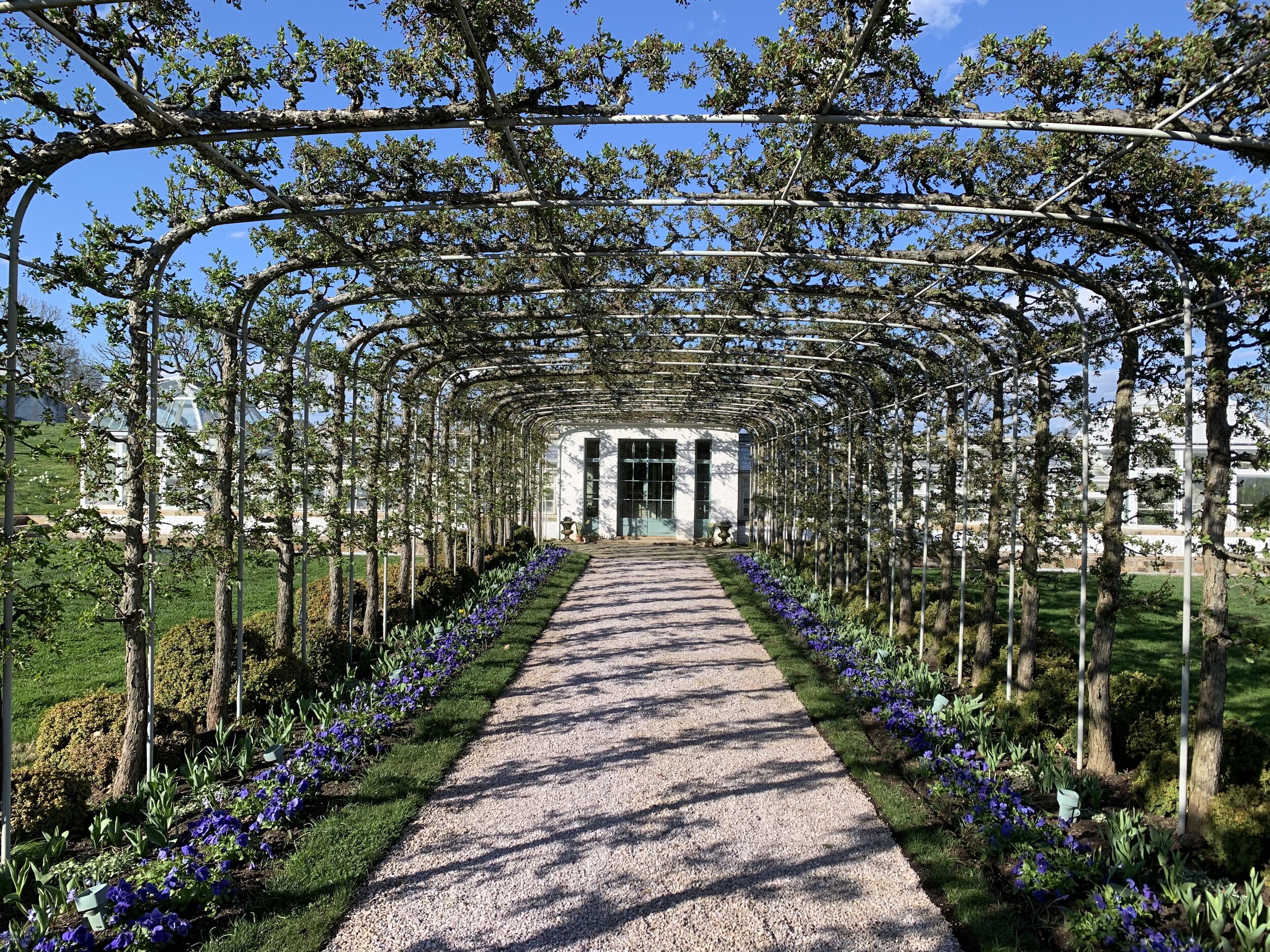  The allee of Mary Potter crabapple trees is beginning to bud. The beds are planted with  Viola x wittrockiana  Matrix ‘True Blue’ pansies. 