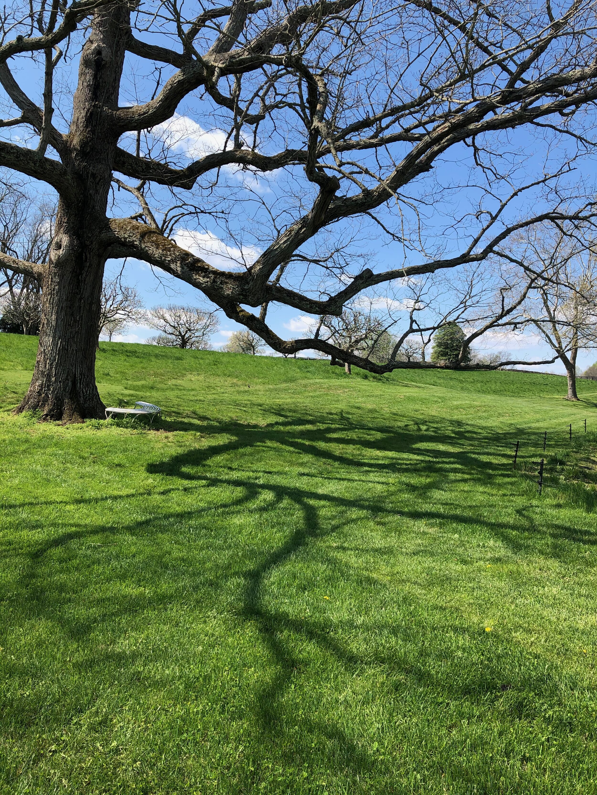  This stately 260 year old White Oak offers a quiet resting spot and casts lovely shadows on the lawn. 