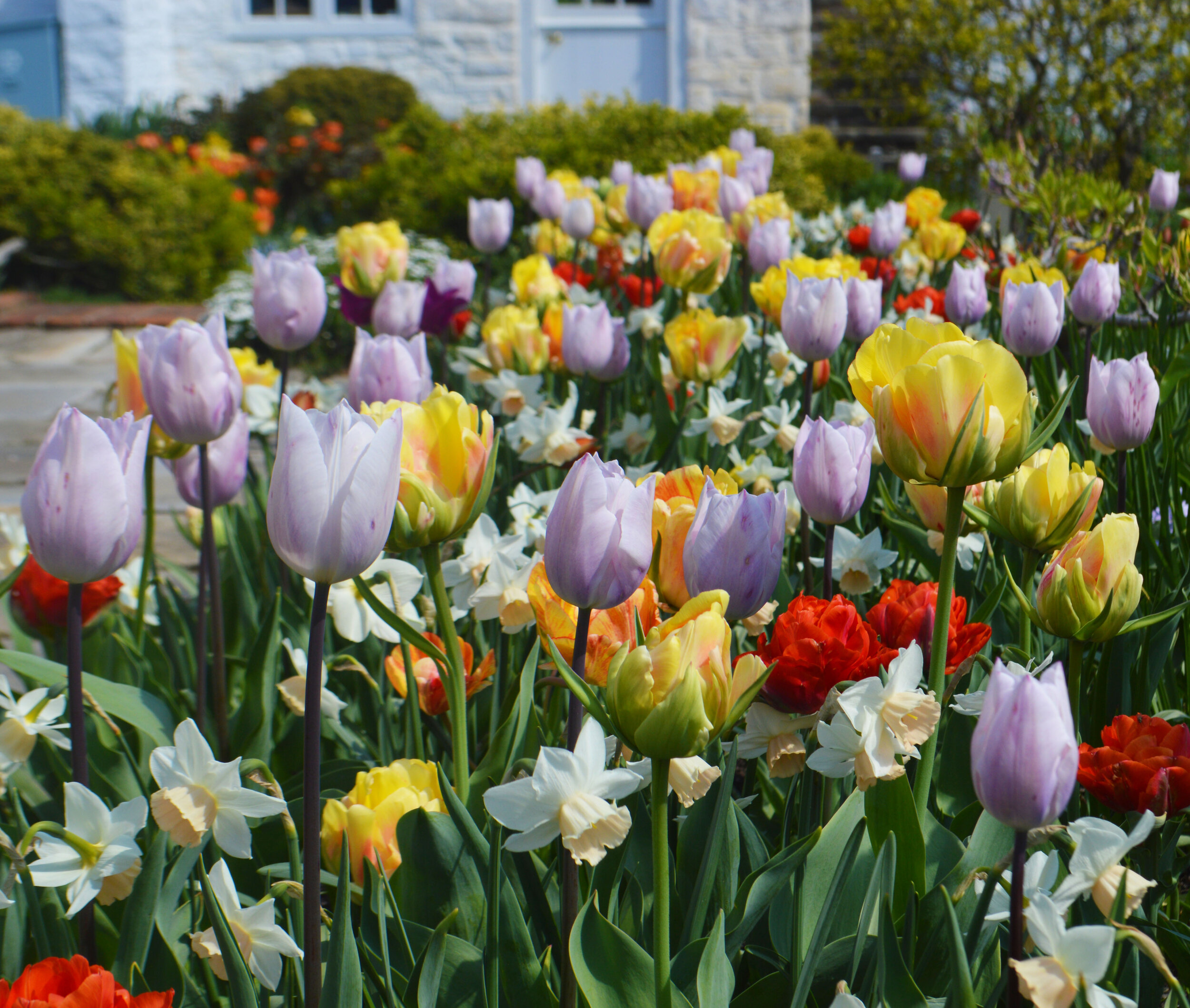  The Guest House bed overflows with tulips 'Akebono', 'Red Princess' and 'Silver Cloud' and Narcissus 'Katie Heath.' 