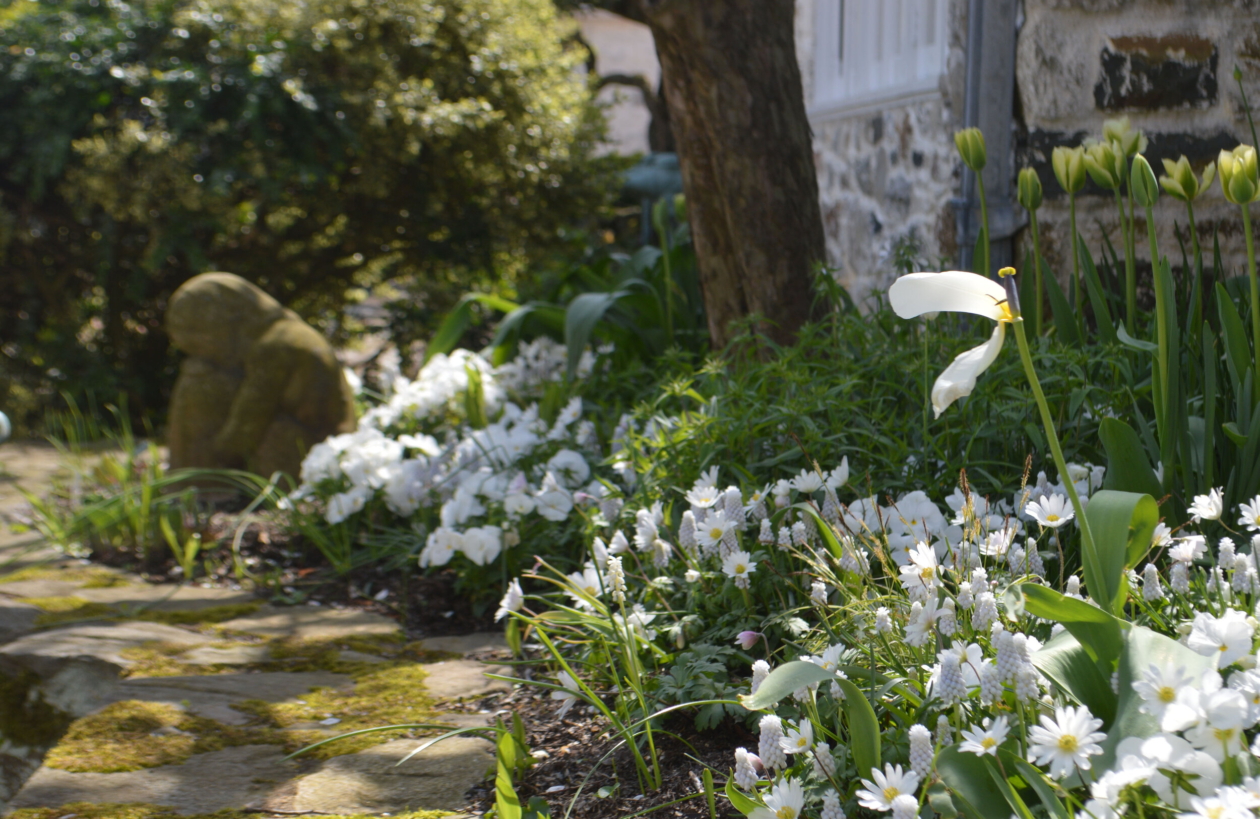  Anemone blanda 'White Splendor', Muscari 'Siberian Tiger', Tulip Spring Green, and Matrix white pansies brighten the shadows of the White Garden.   