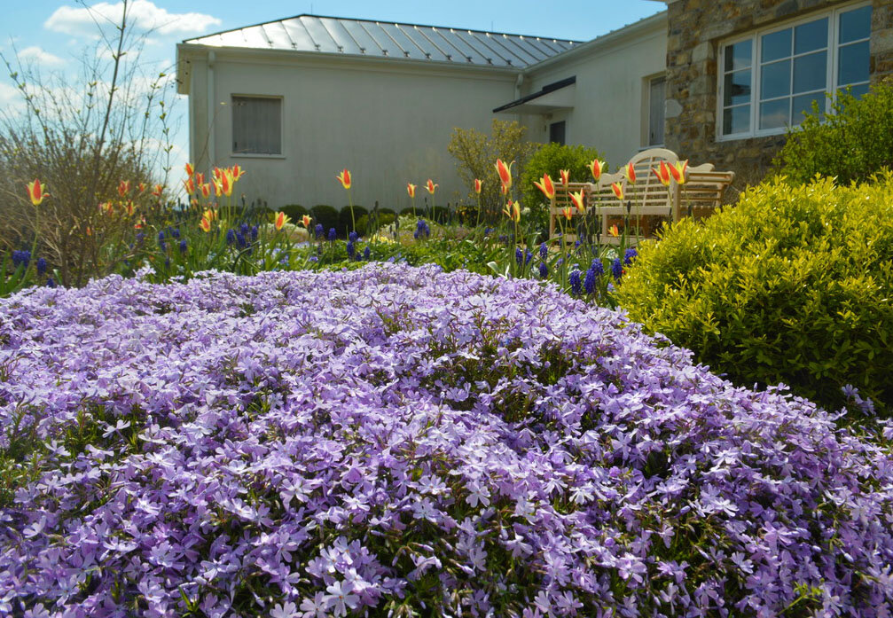  Phlox subulata 'Emerald Blue' creates a lovely blanket of purple blooms at the Gallery.   