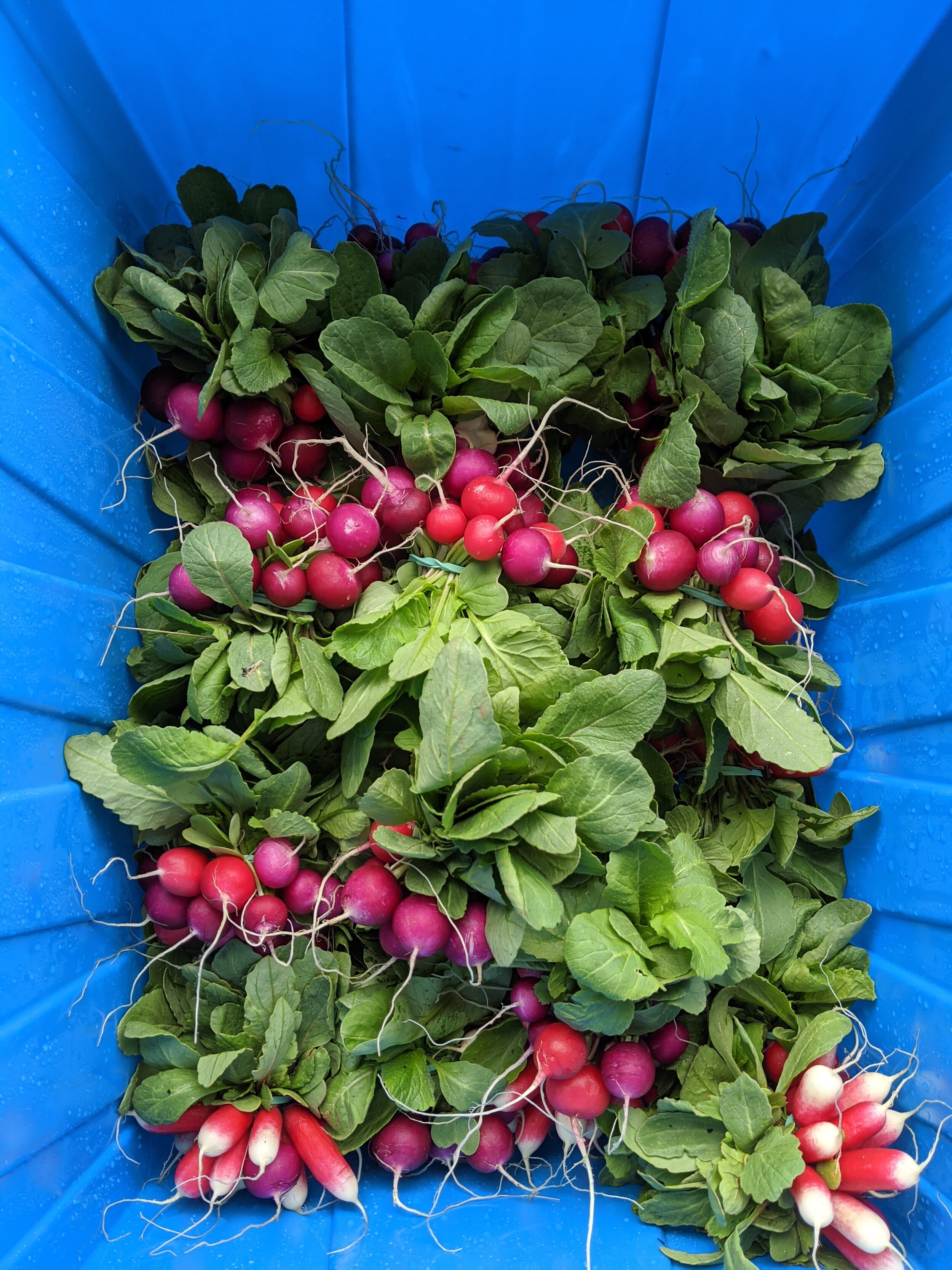  Radishes grown at the Biocultural Conservation Farm. 100% of the farm’s produce has been donated to local food banks in light of the COVID-19 situation.  