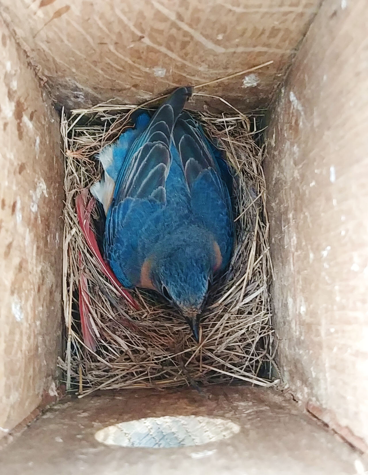  Staff have discovered bluebirds nesting in four out of the seven bluebird boxes our Arboriculture, Conservation, and Landscapes department installed on the property.  