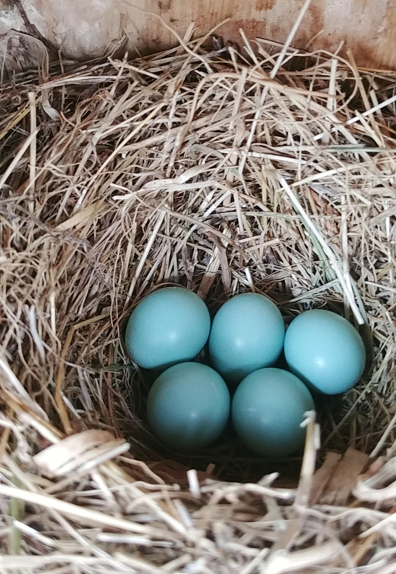  Five bluebird eggs!   