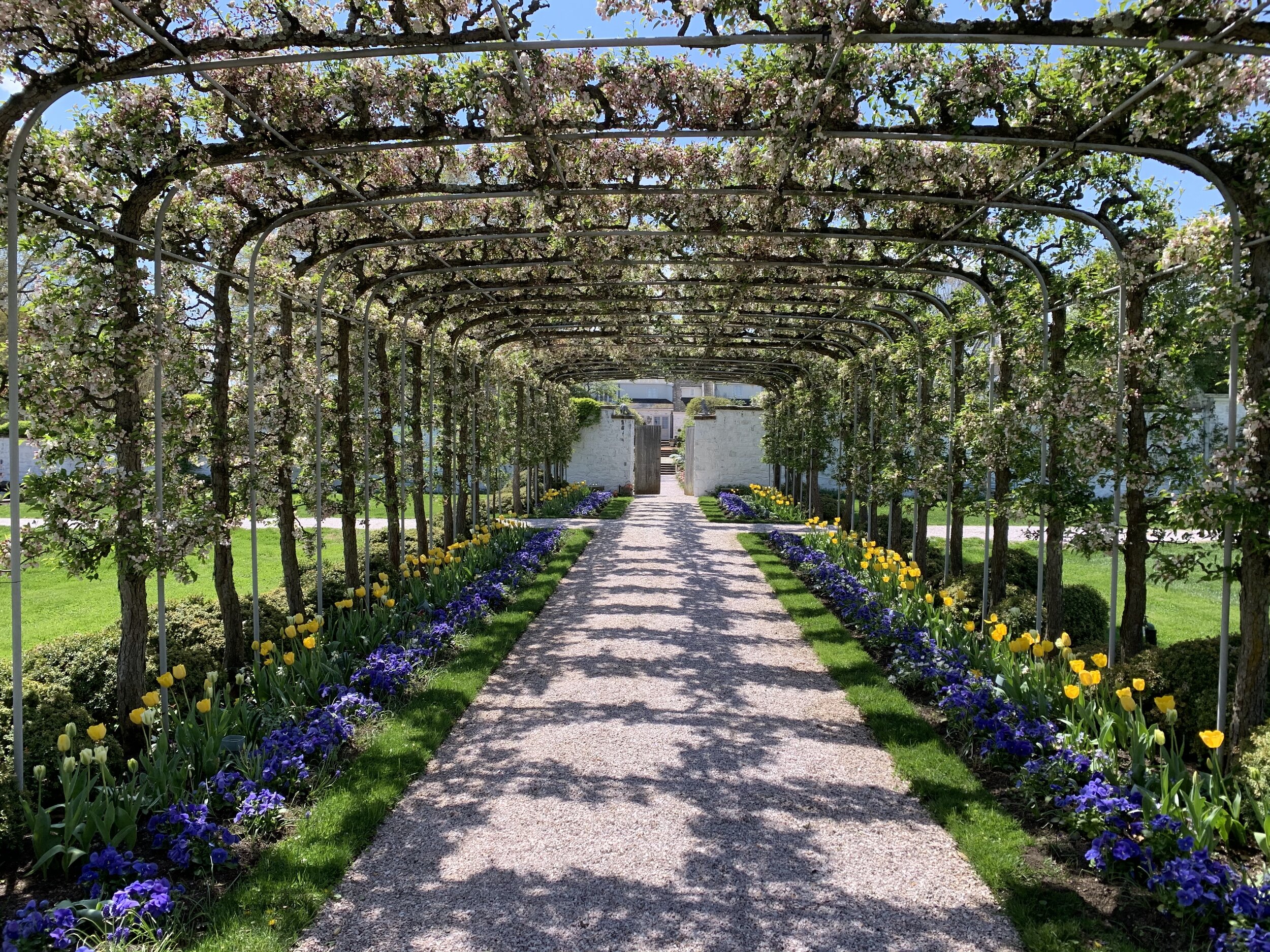  The graceful allee, installed around 1960, casts dancing shadows down its 120' length.   