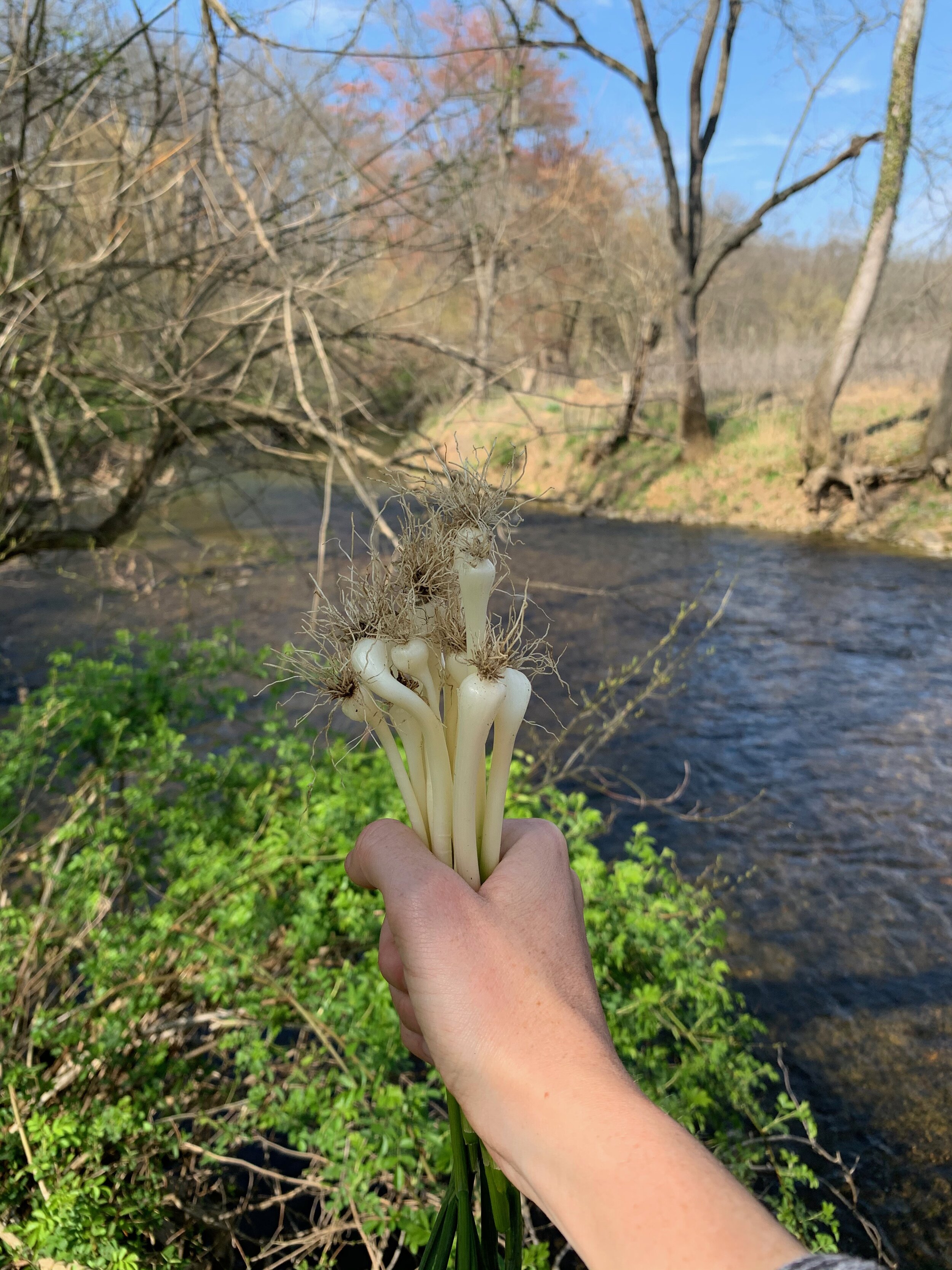  Wild onions growing by Goose Creek.  