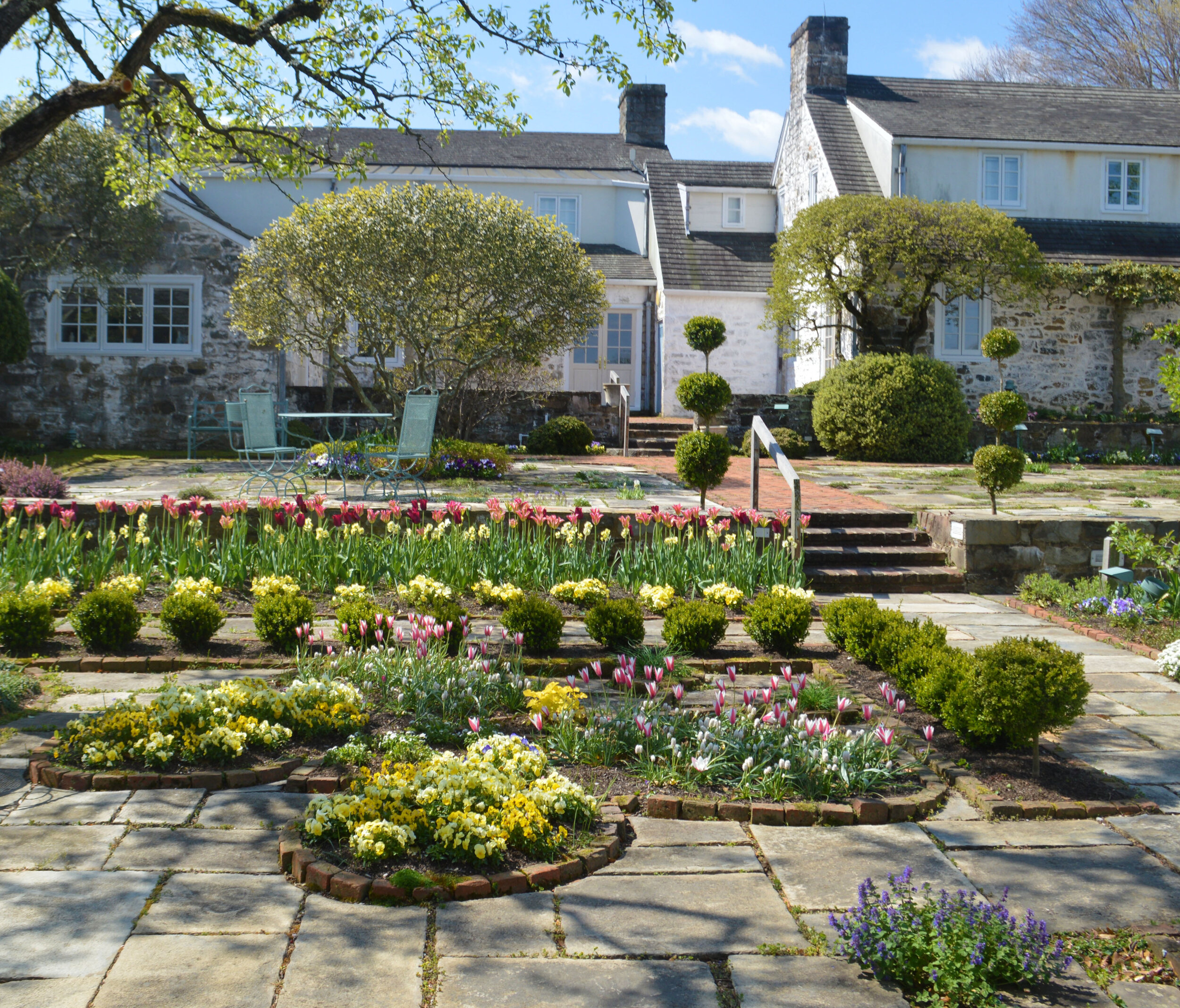  Sunny yellow pansies, Muscari 'Babies Breath' and Lady Jane species tulips fill the butterfly in the Children's Garden.   