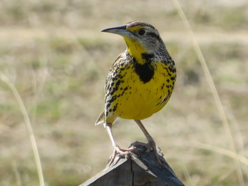 Oak Spring Garden Foundation - For the Birds: Virtual Birding at OSGF