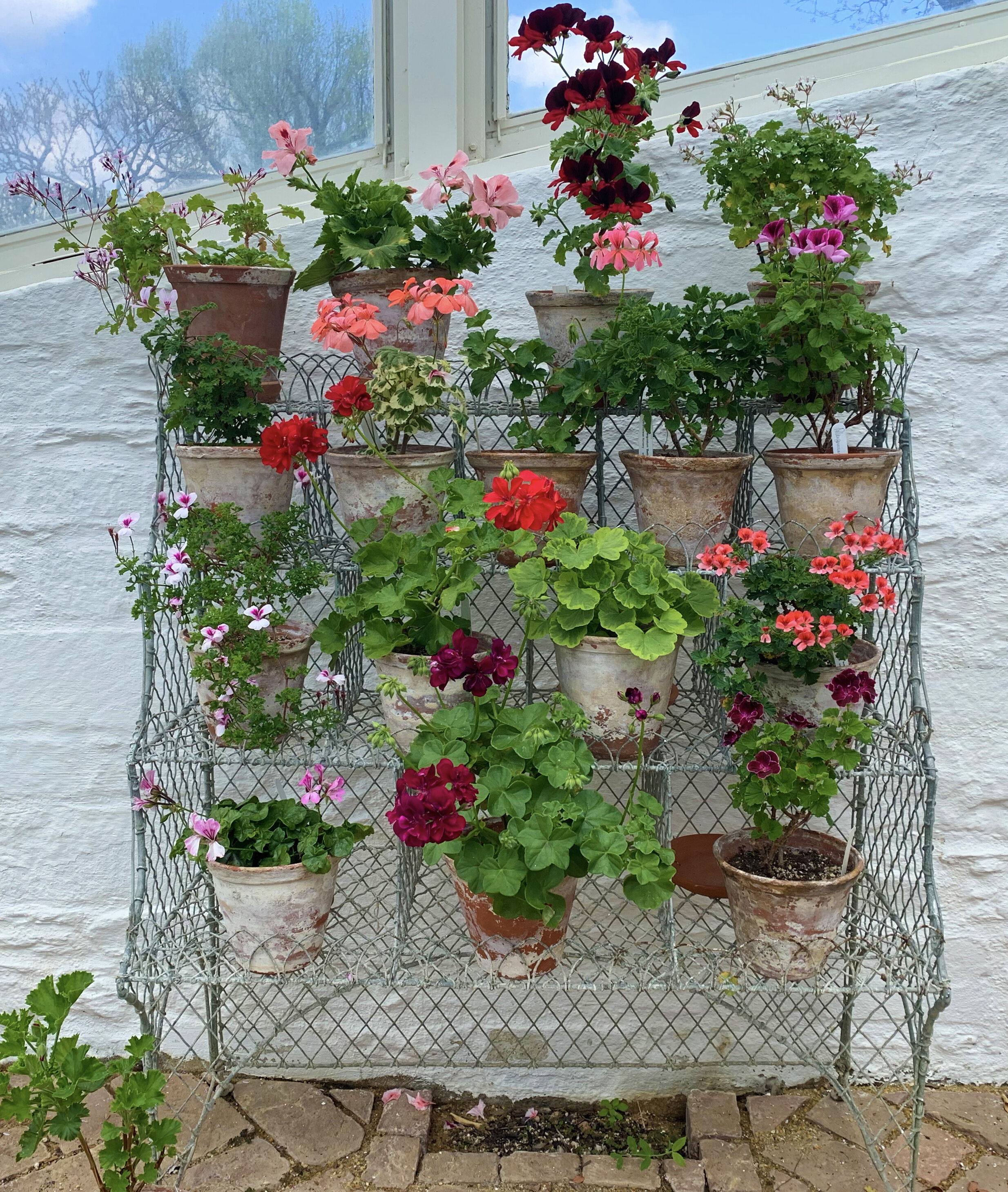  This pelargonium arrangement in the formal greenhouse was created by assistant gardener Allissa Montgomery, who was inspired by an 1829 illustration in the Oak Spring Garden Library collection.    90 percent of Pelargonium species originate in South