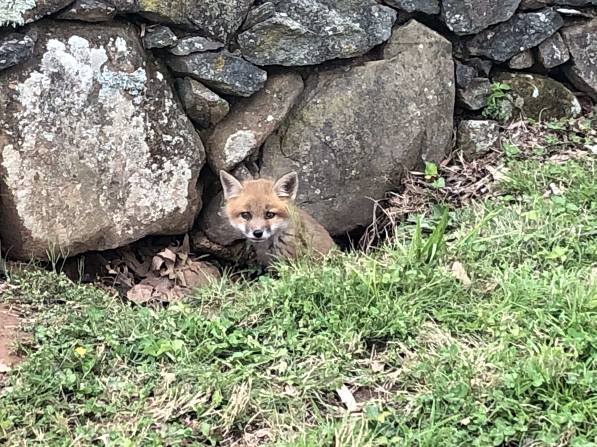  A fox cub peeks out from its den on Rokeby.  