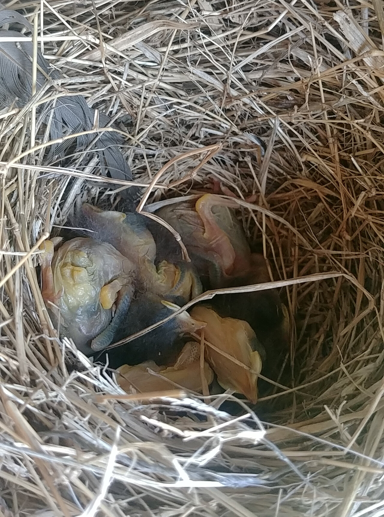 Newly hatched eastern bluebirds found in one of OSGF’s nesting boxes.  