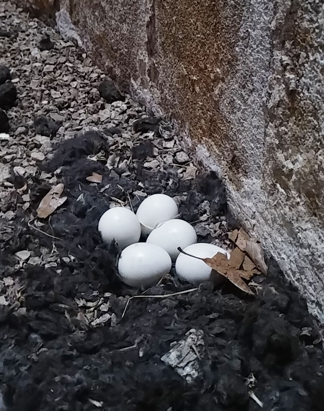  Five barn owl eggs discovered in one of the silos.  