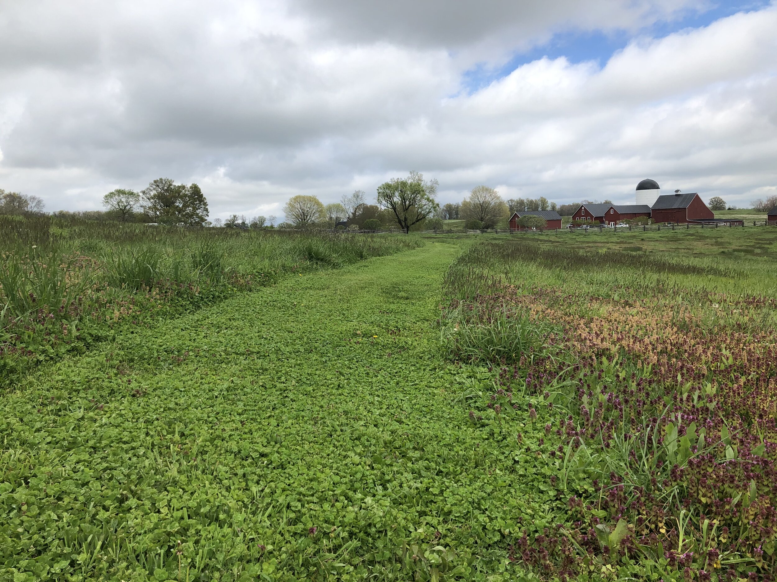  A path of clover cutting through the wildflower meadow.  