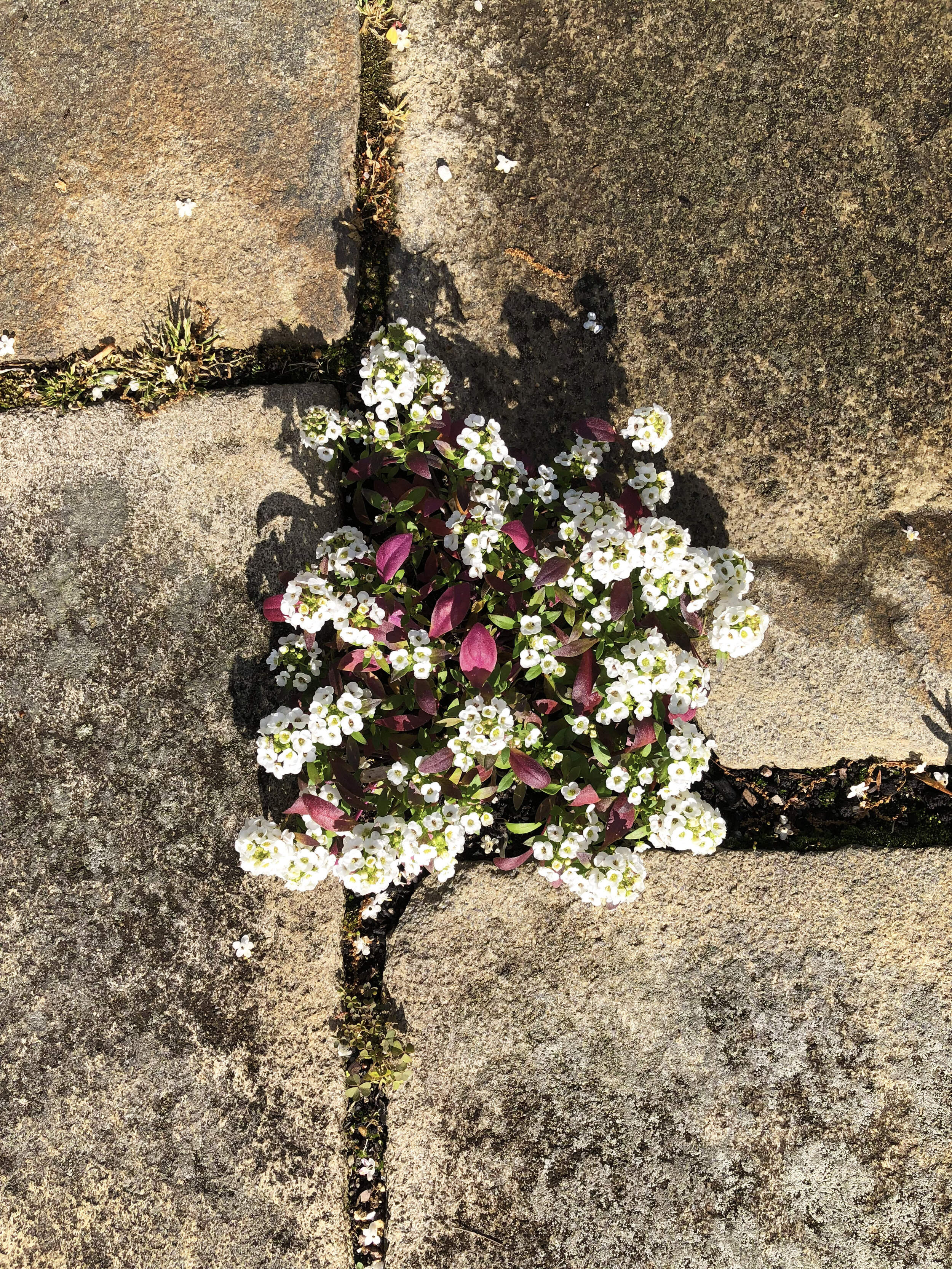   In the spring, Mrs. Mellon tucked Sweet alyssum into pockets in the paving stones of terraces here at Oak Spring. This technique was used in many gardens she designed for others as well and is a signature of her unique style. As spring leads to sum