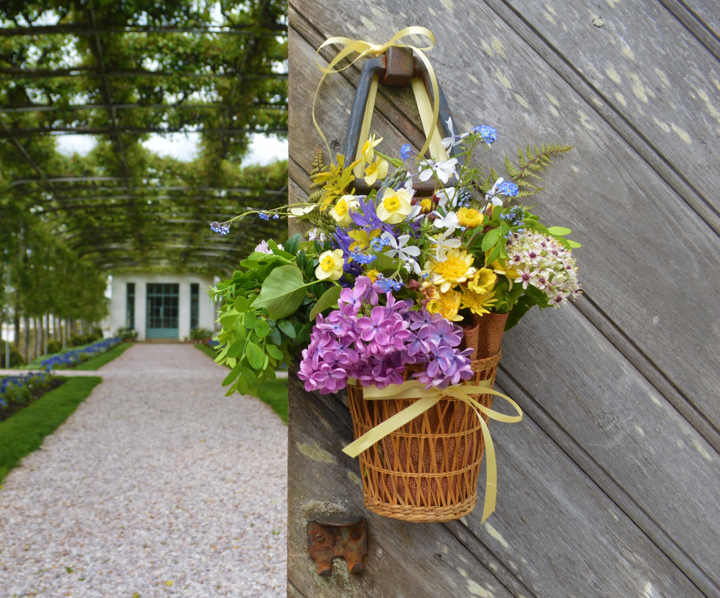   A May Day basket created by Assistant Gardener Jordan Long brightens the garden gate on an overcast day. The basket includes boxwood (buxus,) ninemark (physocarpus,) lilac (syringa,) African daisies (osteospermum,) forget-me-not (myosotis,) veronic