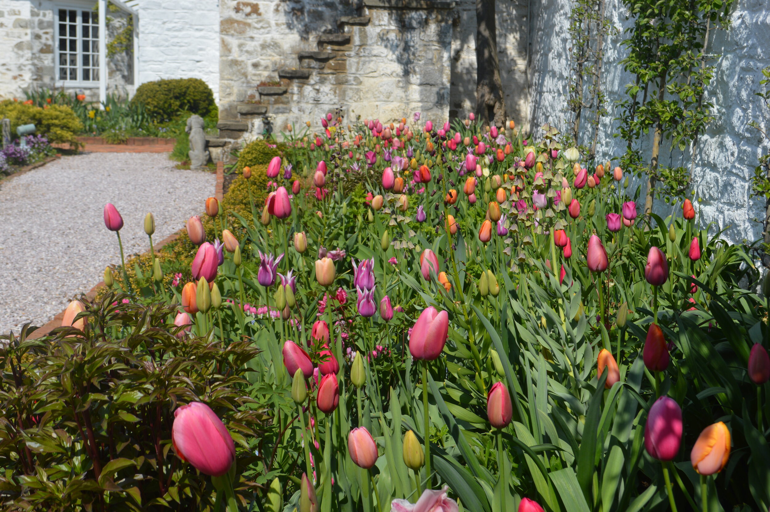  French Blend Rose tulips mingle with Frittilaria persica 'Green Dreams', Lamprocapnos spectabilis, and emerging foliage of peonies. 