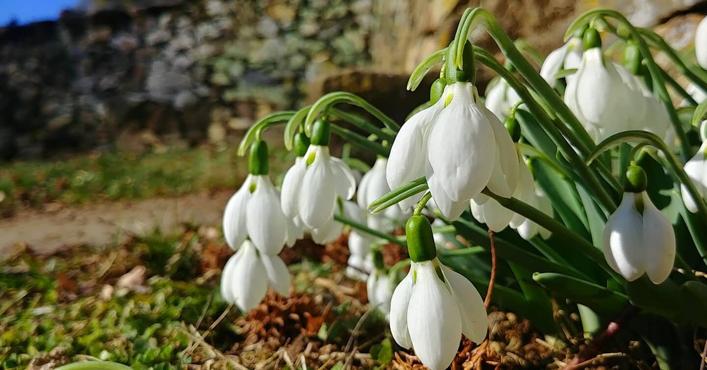  Snowdrops ( galanthus ) growing in the Oak Spring cemetery.  