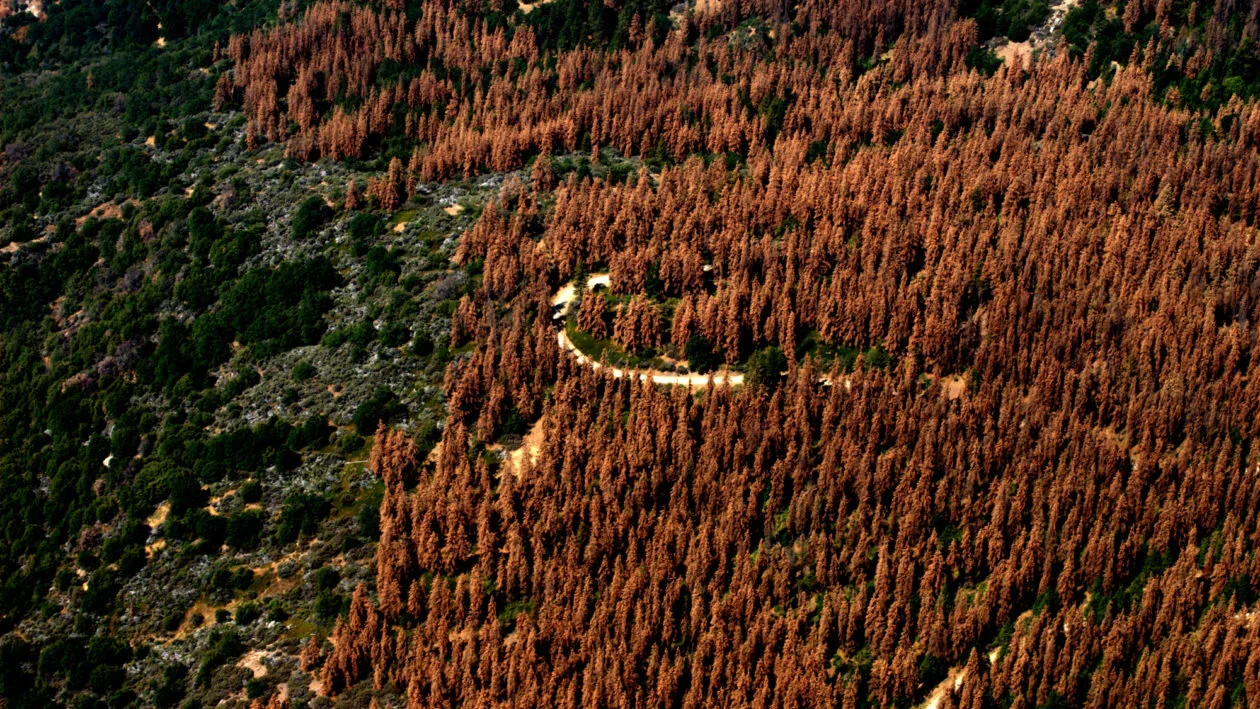 In California, A Push Grows to Turn Dead Trees into Biomass Energy