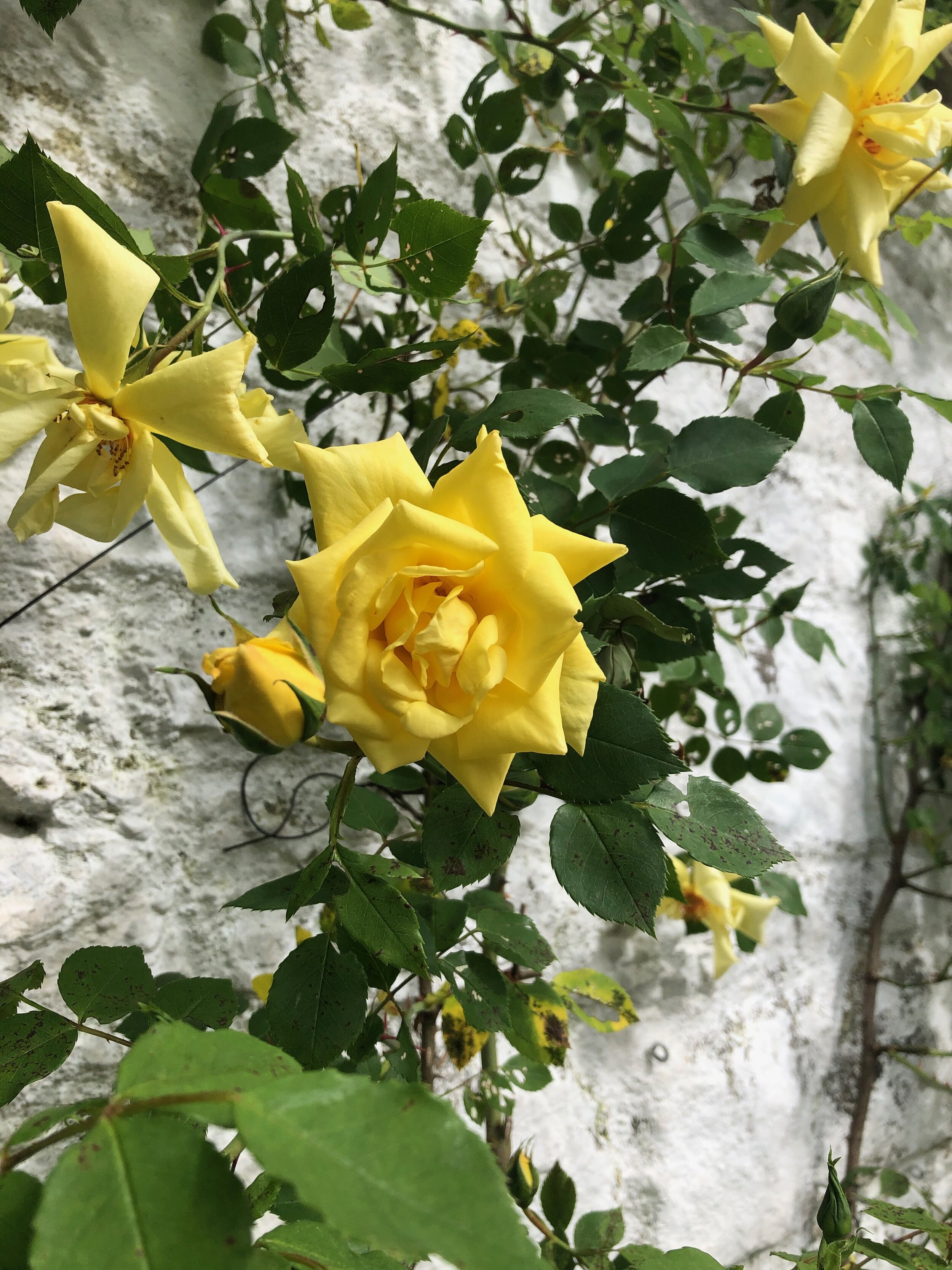  As a garden designer, Mrs. Mellon employed vertical spaces. Espaliers and climbing roses cover the stone walls of the formal garden. This pretty climbing rose adds a touch of soft yellow and lovely fragrance to greet visitors at the side entrance ga