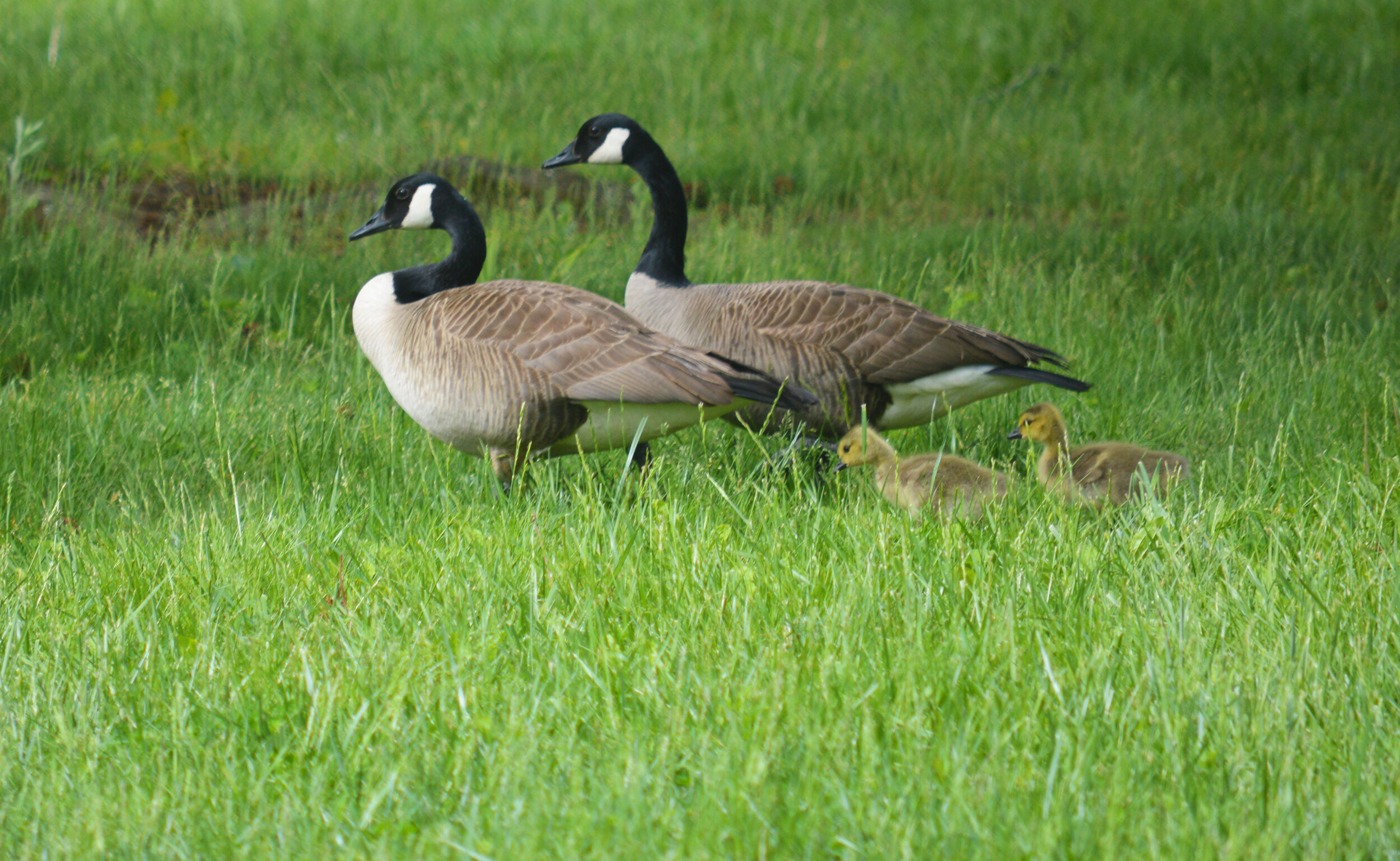  A pair of geese and their goslings enjoy the warm weather by the Springhouse Pond.  