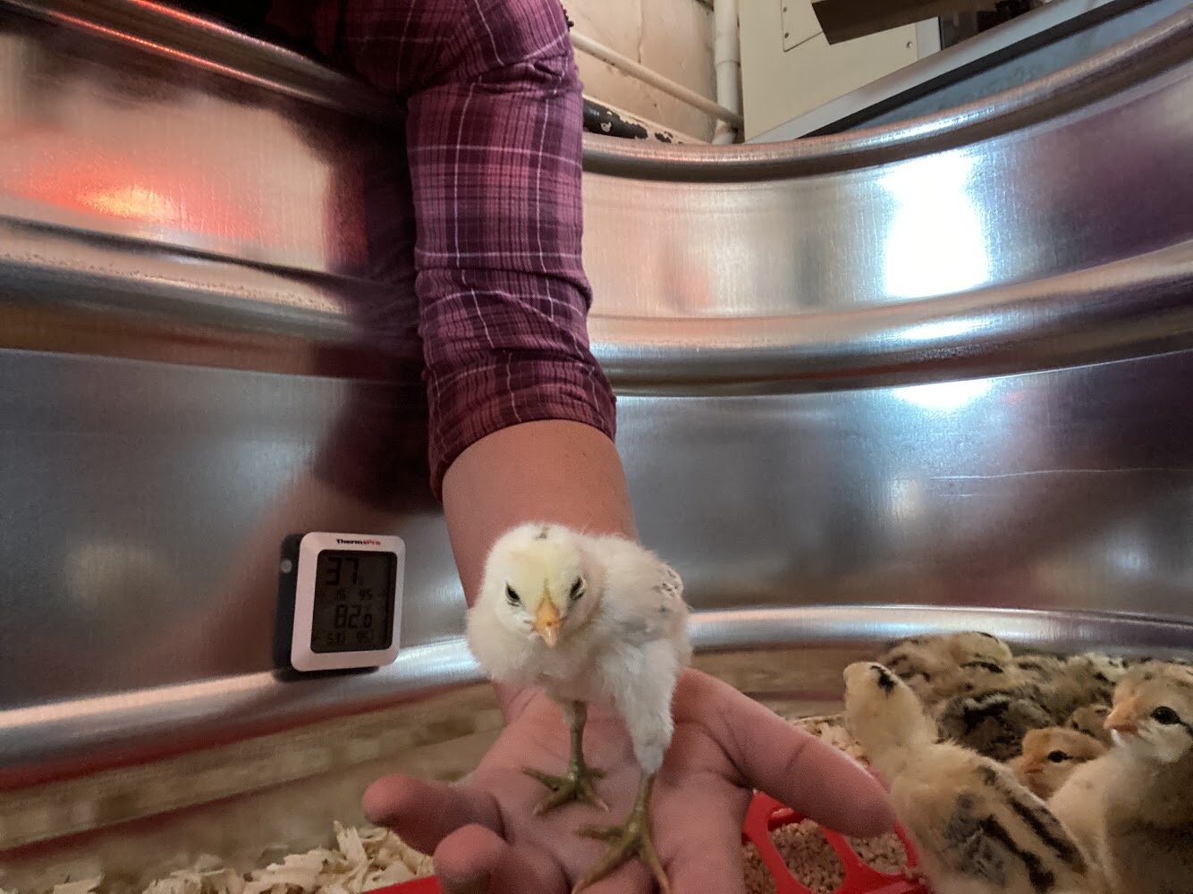  The BCCF recently acquired Shenandoah and Cub Run Creole chicks from Tangly Woods Farm in Keelzetown, VA.  