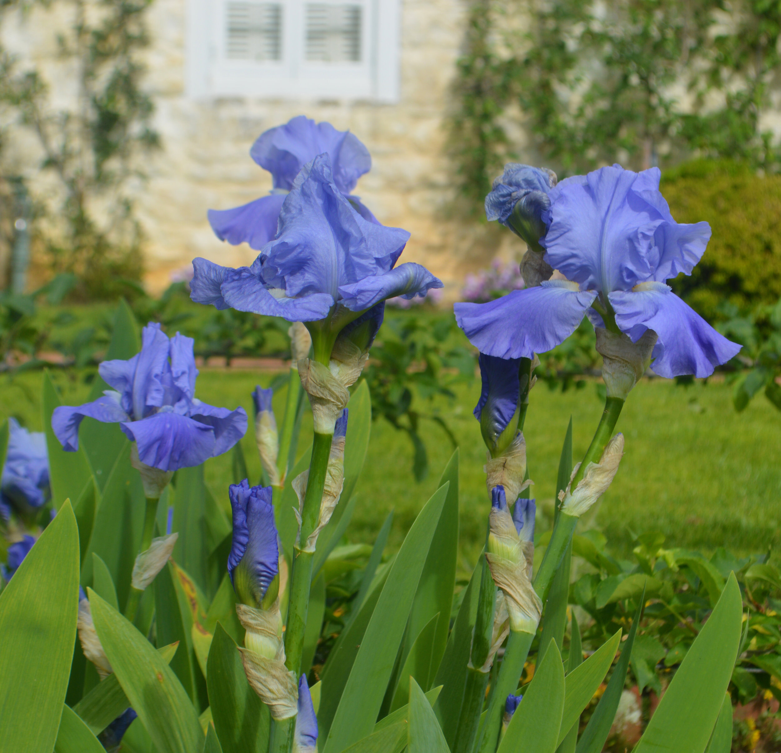  Iris germanica, German, or bearded iris were a favorite flower of Mrs. Mellon. Bearded iris have three upright petals (standards) and three lower petals (falls) with a fuzzy strip (beard) to attract pollinators. We selected this ethereal shade of bl