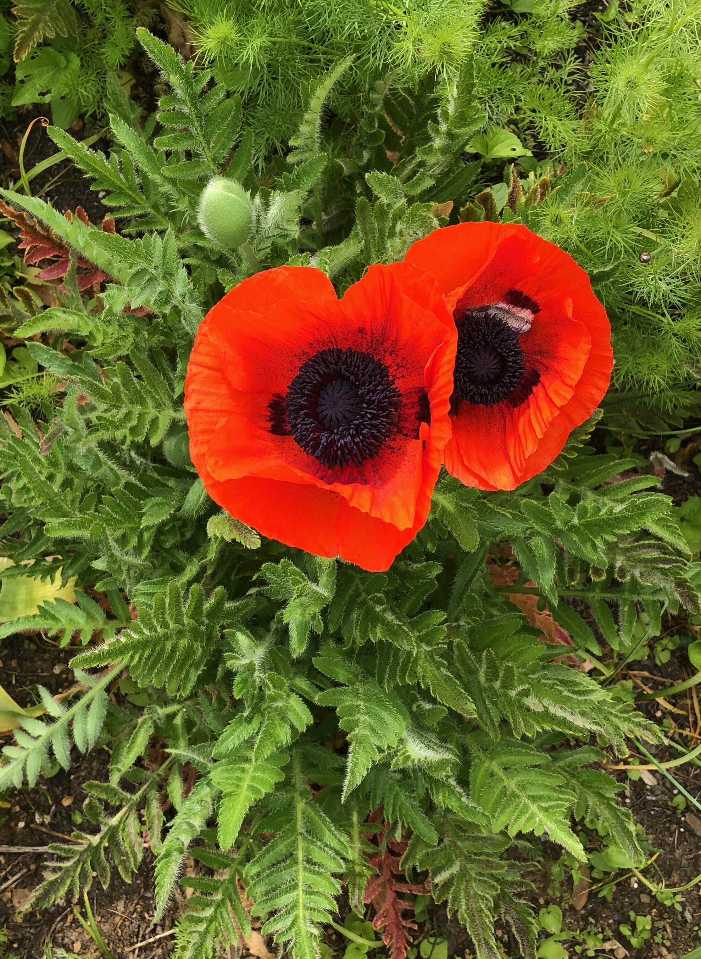  Shimmering, papery petals in a bowl shape are a trademark of Papaver orientalis. The lovely blooms of this perennial poppy in shades of orange, pink, white and red were grown for Mrs. Mellon to use in arrangements. Annual poppies such as California,