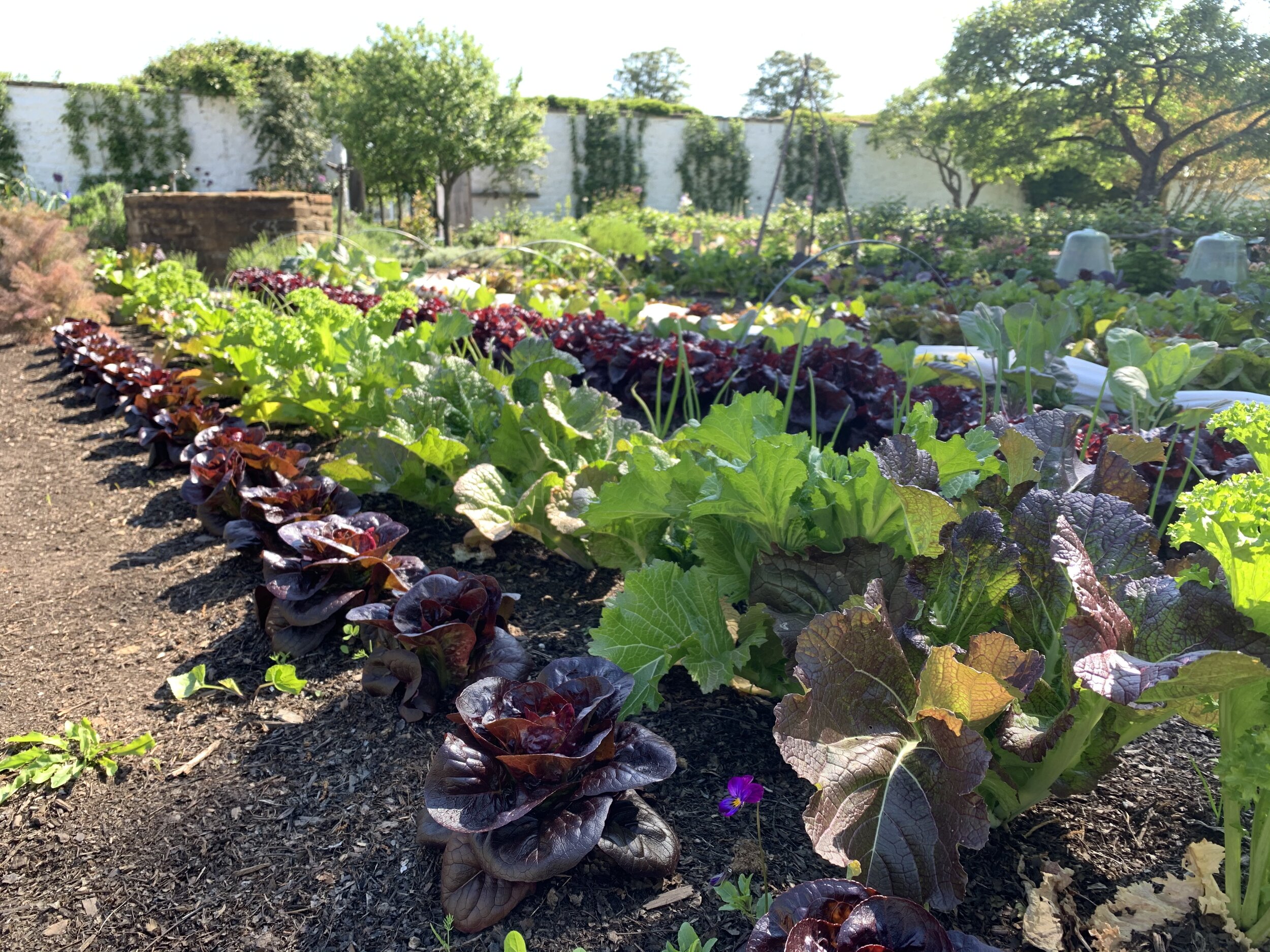  Mrs. Mellon created a large potager garden in her walled garden at Oak Spring in the French tradition. Rows of colorful vegetables, including 'Little Red Gem' lettuce, 'Wild Garden Mix' mustard, 'Zermatt' leeks, and bronze fennel add color to the sp