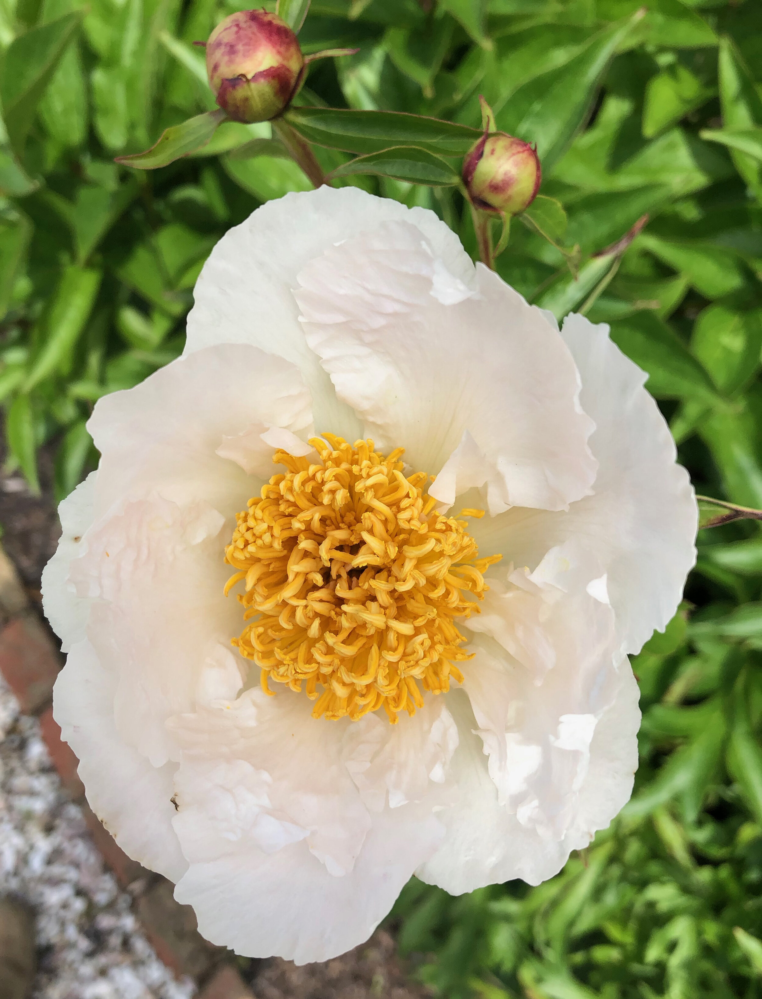  This lovely white anemone style herbaceous peony originated in Mrs. Mellon's cutting garden on the Rokeby Farm. Gardener Todd Lloyd tended to hundreds of colorful peonies, iris, poppies, dahlias and other blooms in the cutting garden there. These lo