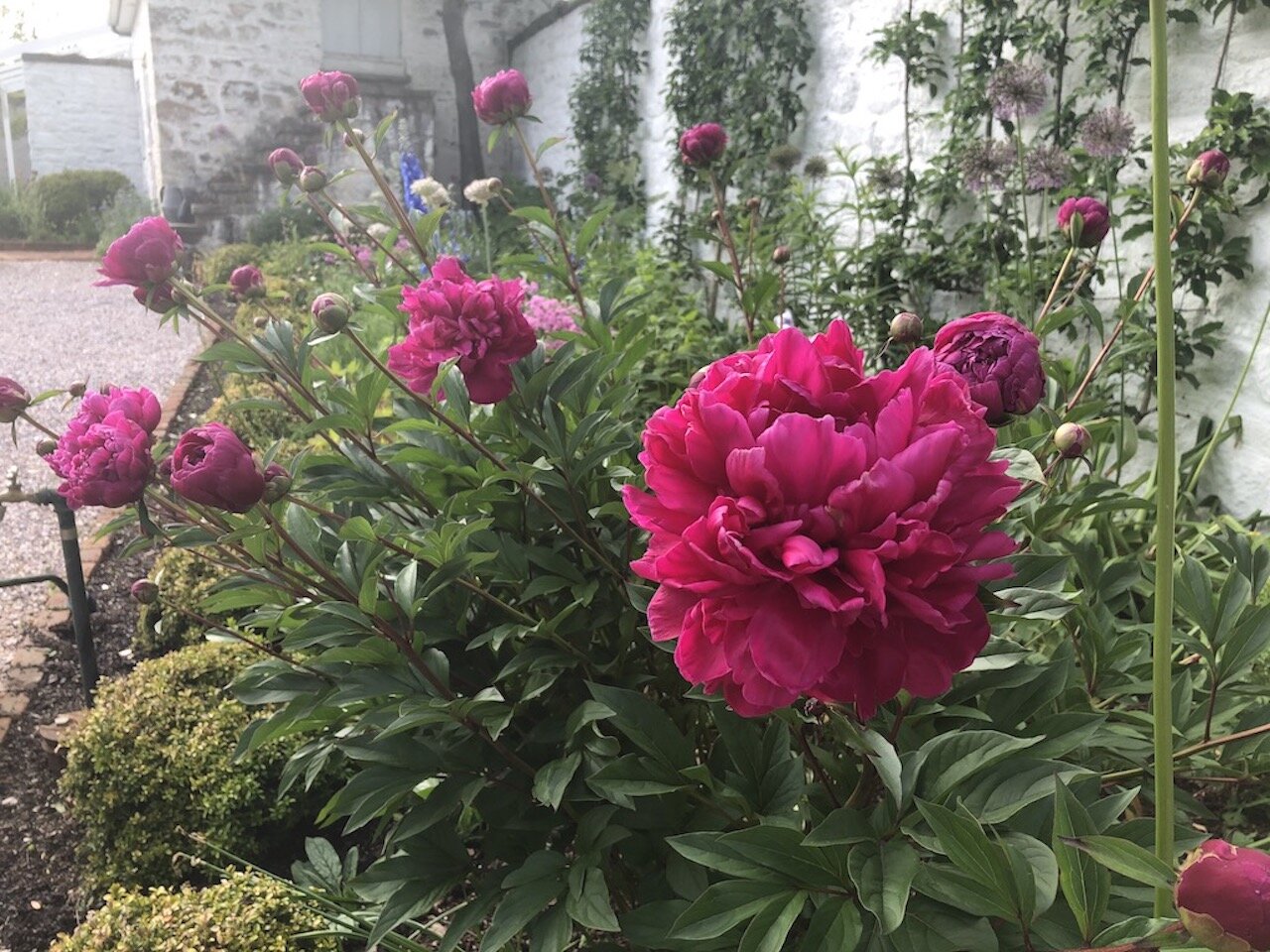  Peonies highlight the formal garden at Oak Spring in late spring. Fragrant fuchsia blooms cover this large double herbaceous peony at the back gate of the garden.   
