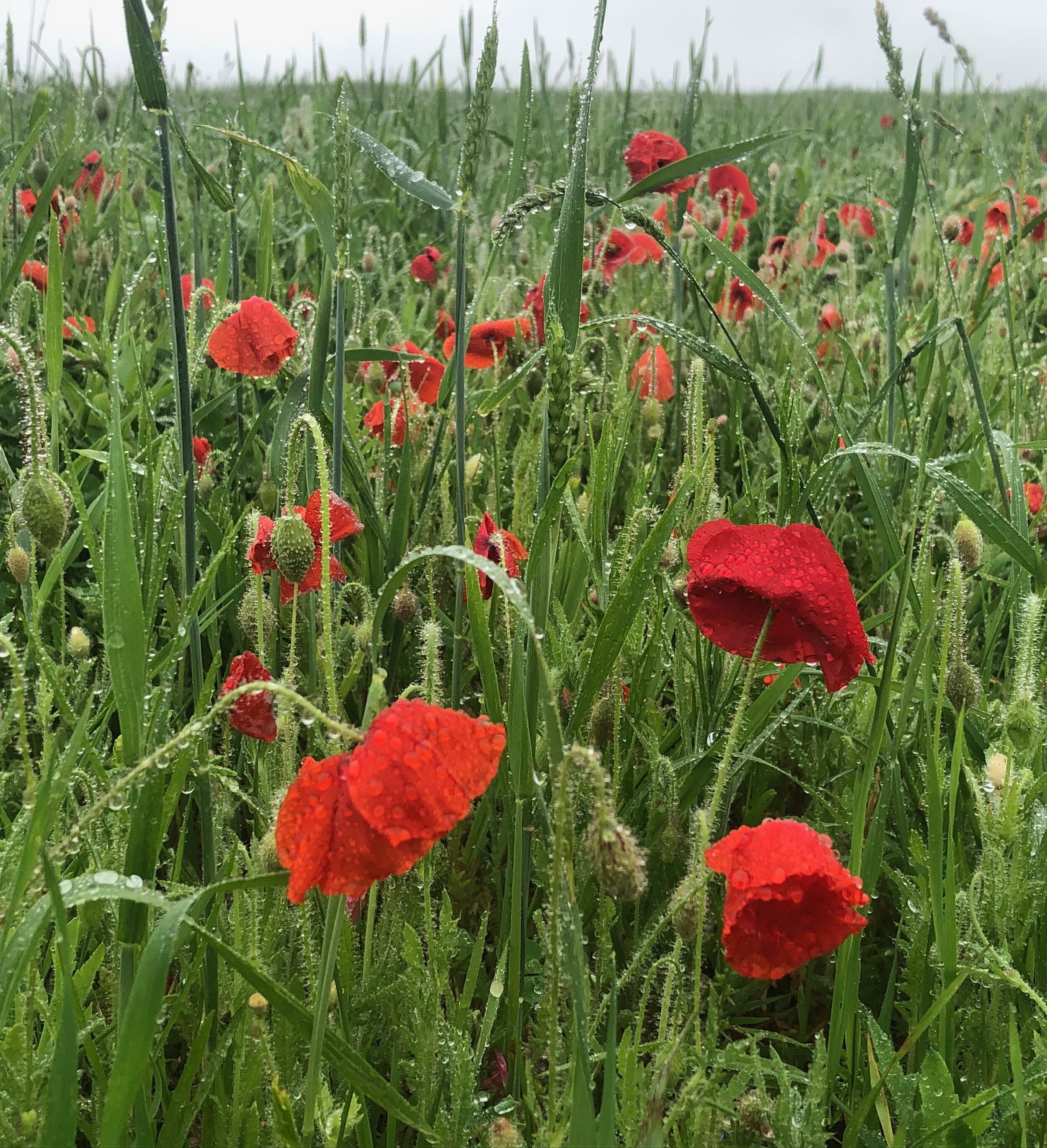  Papaver rhoeas, or common poppy, glisten in Oak Spring’s wildflower meadow following a night of rain.  