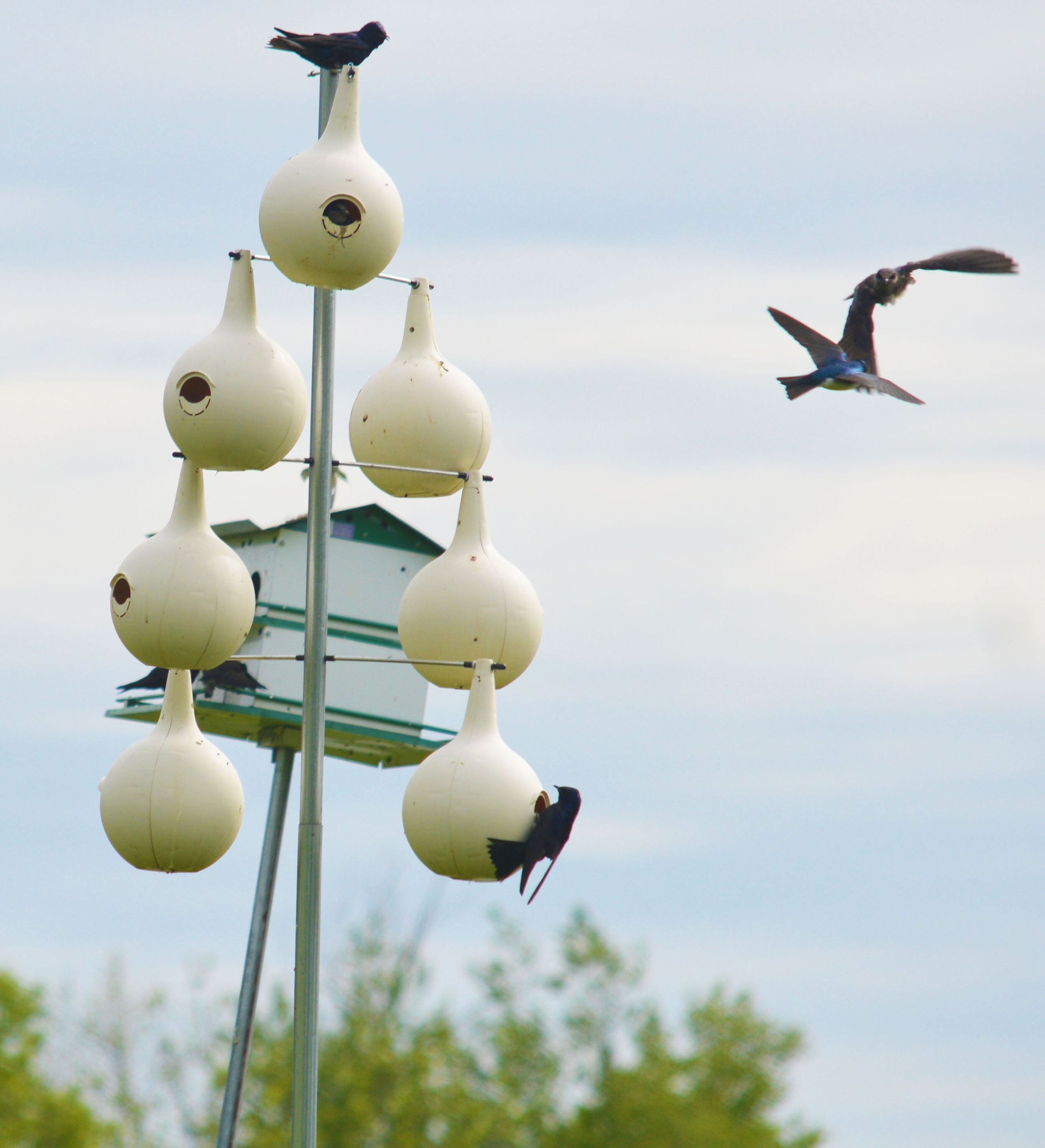  Members of Oak Spring’s purple martin colony crowd their nesting houses.  